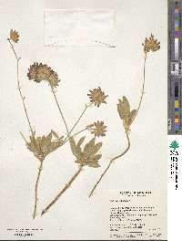 Anthyllis vulneraria image