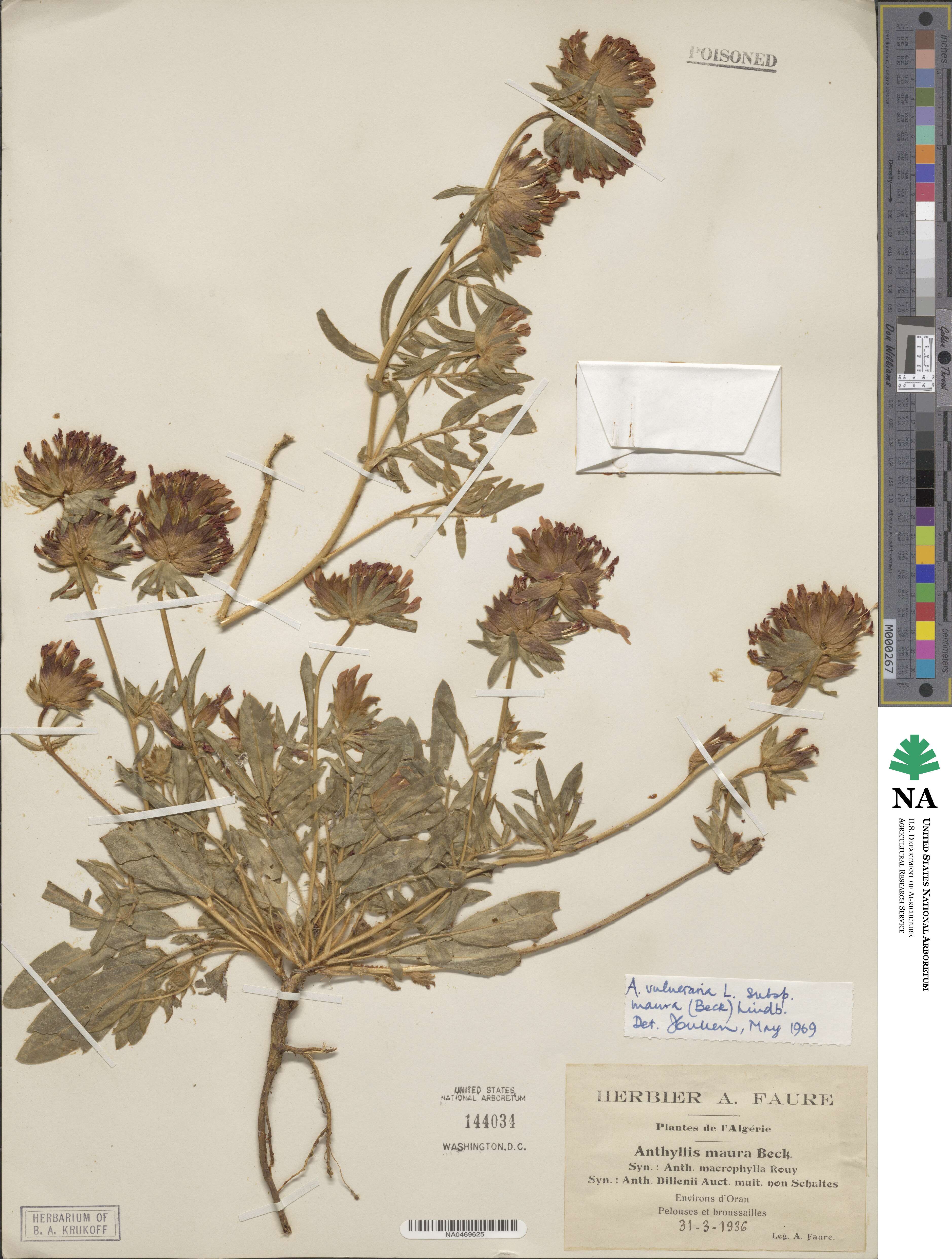 Anthyllis vulneraria subsp. maura image