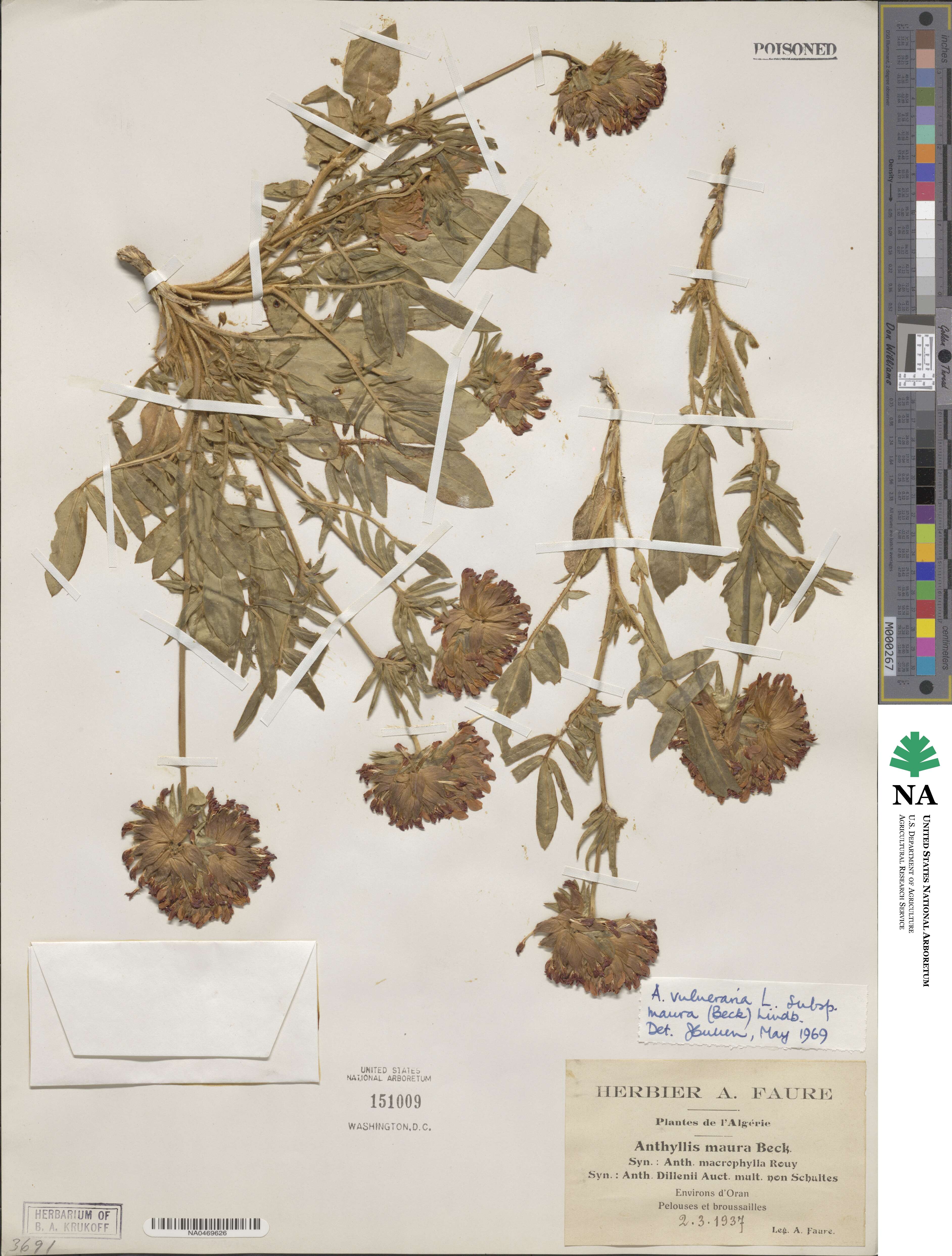 Anthyllis vulneraria subsp. maura image