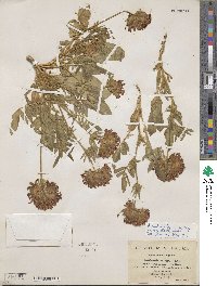 Anthyllis vulneraria image