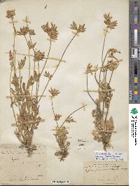 Anthyllis vulneraria subsp. maura image