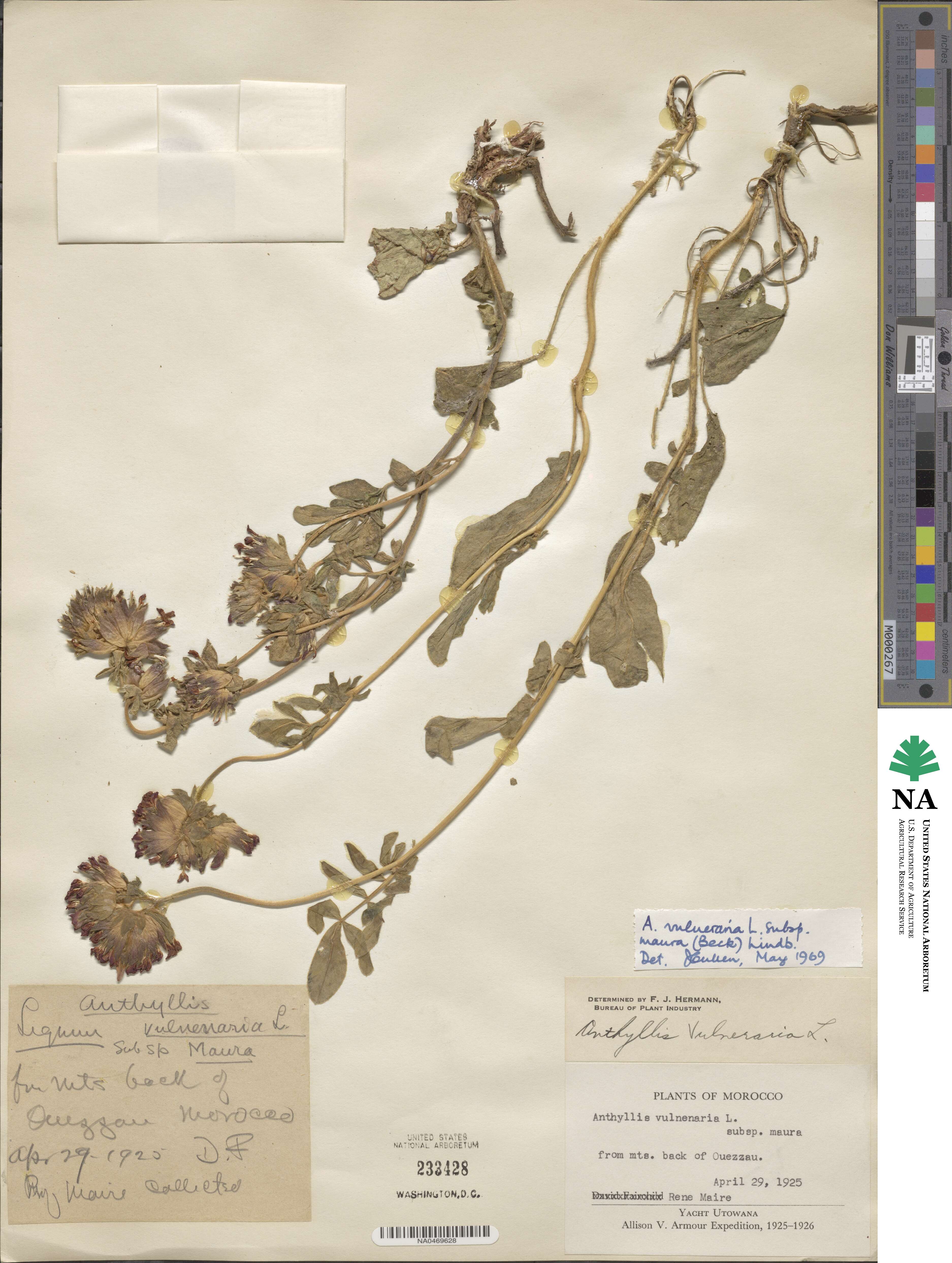 Anthyllis vulneraria subsp. maura image