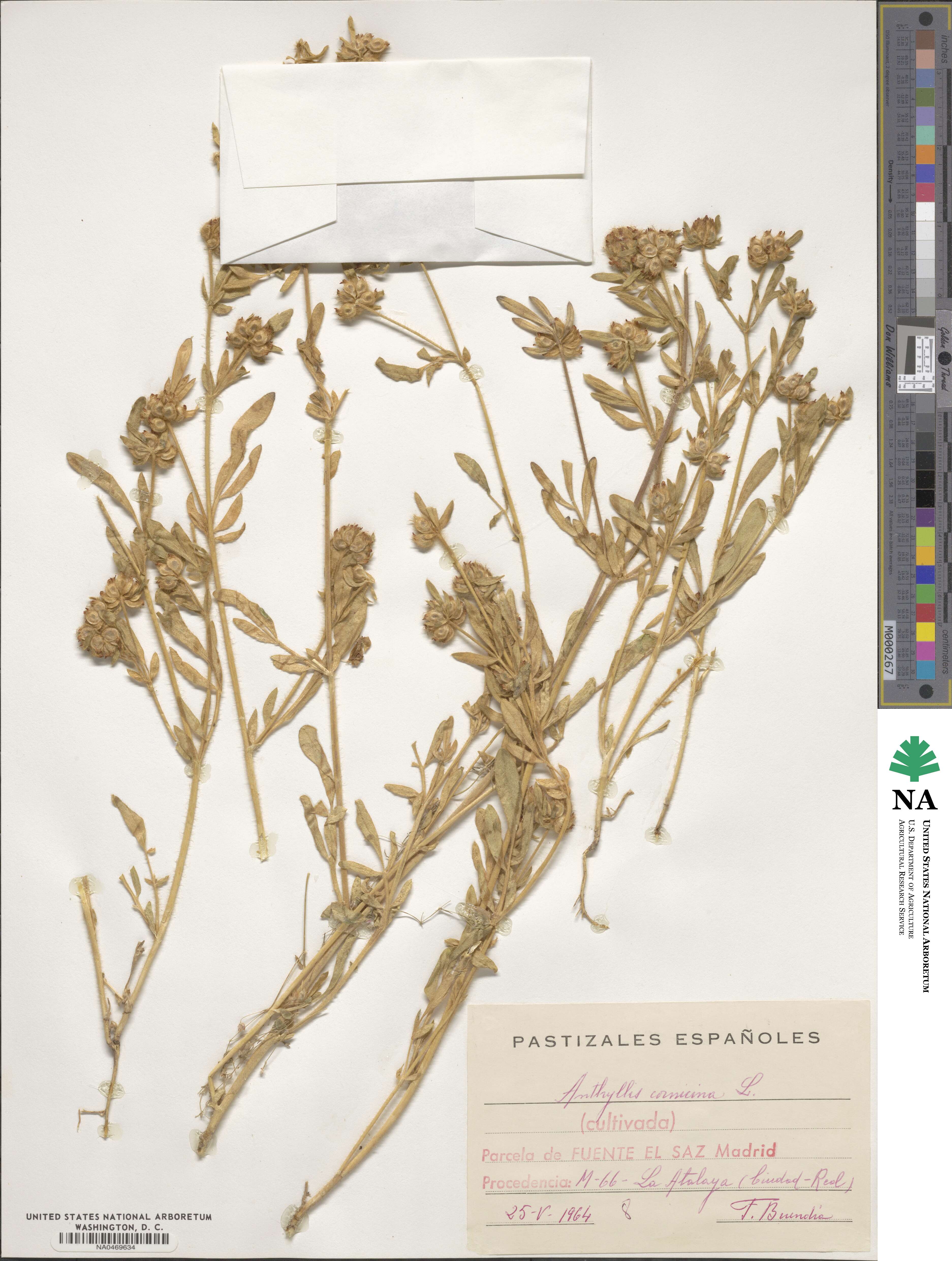 Anthyllis cornicina image