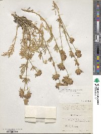 Anthyllis vulneraria subsp. boissieri image