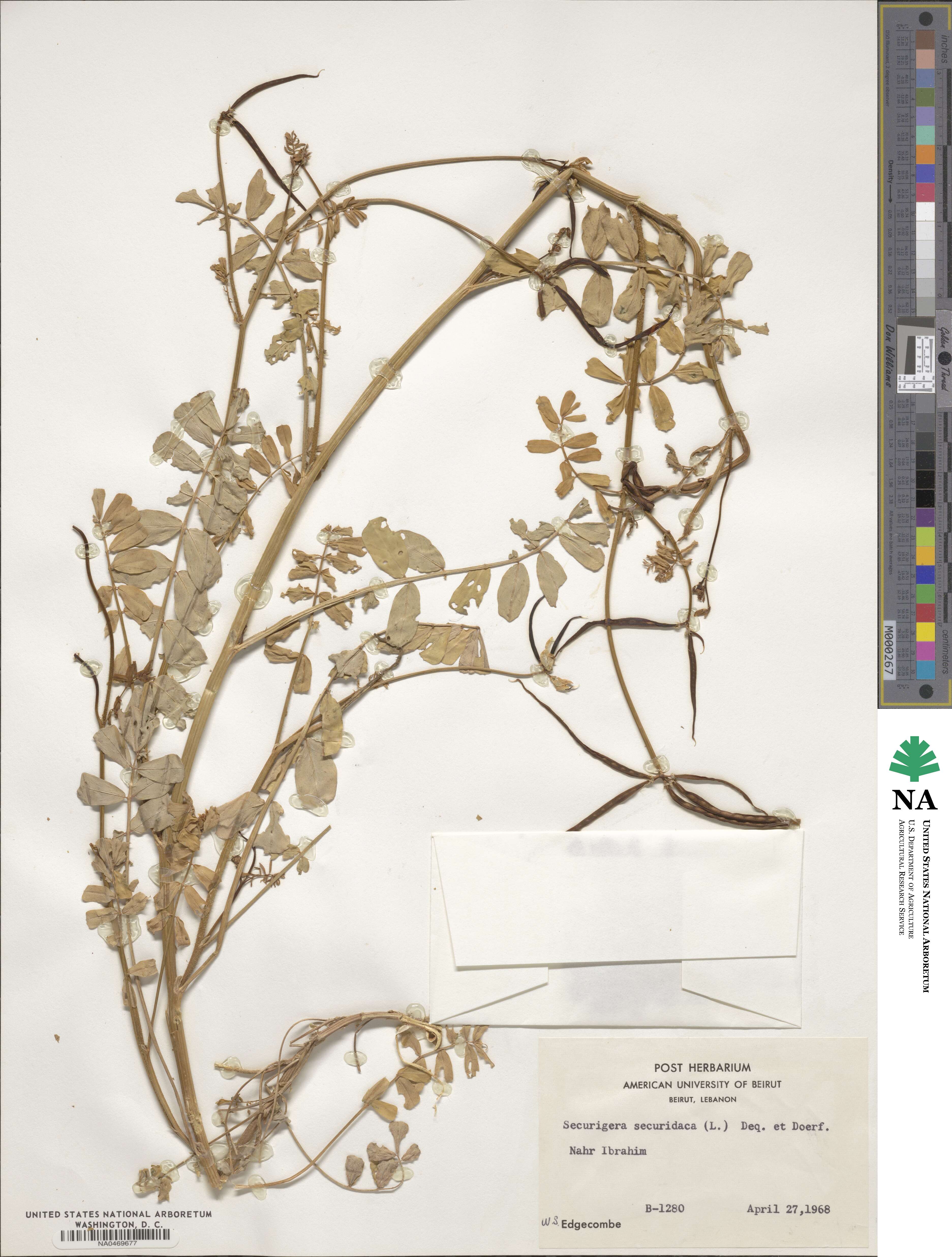 Coronilla securidaca image