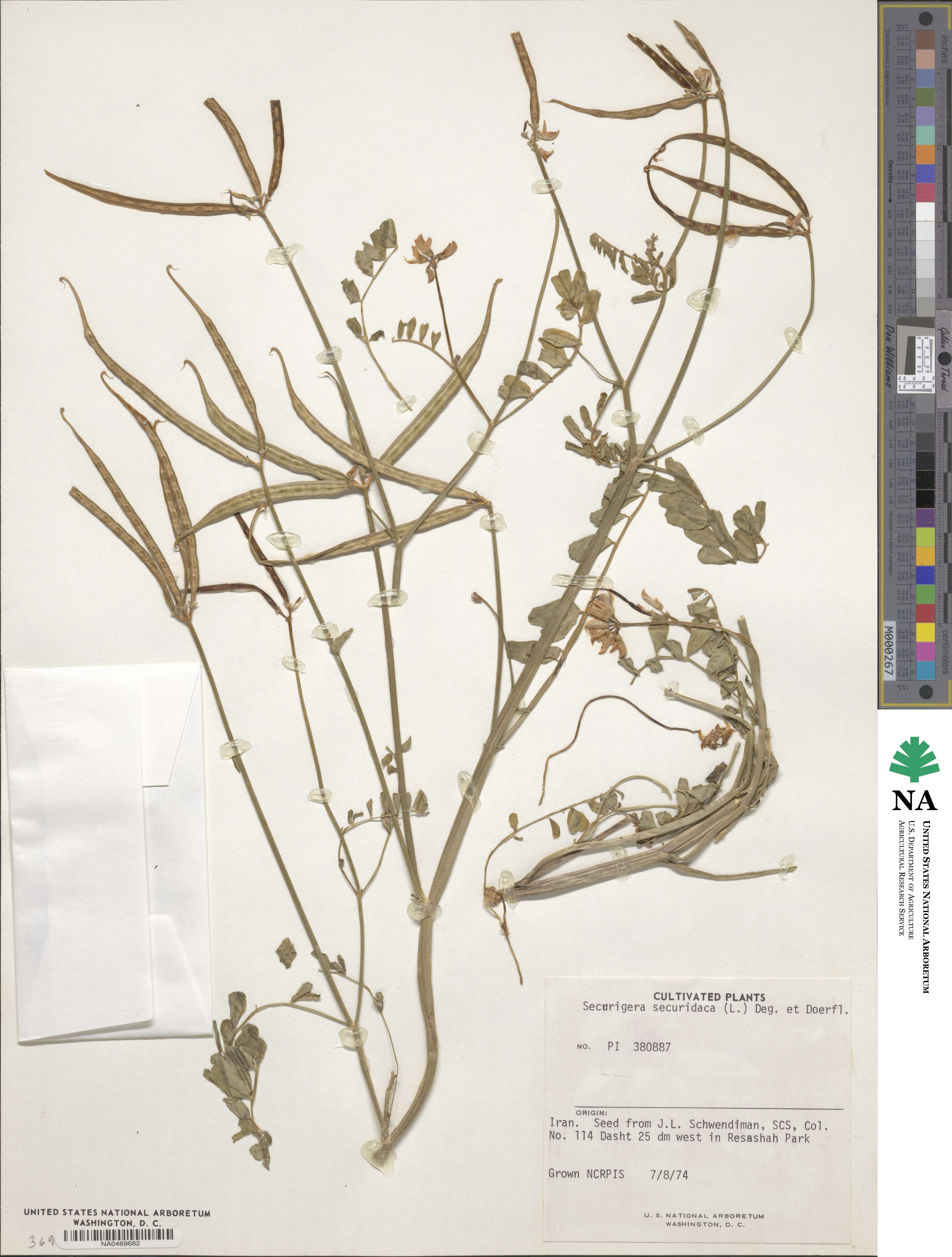 Coronilla securidaca image