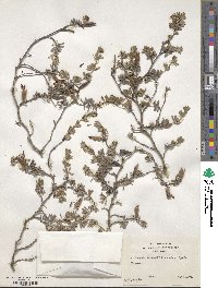 Cytisopsis pseudocytisus subsp. pseudocytisus image