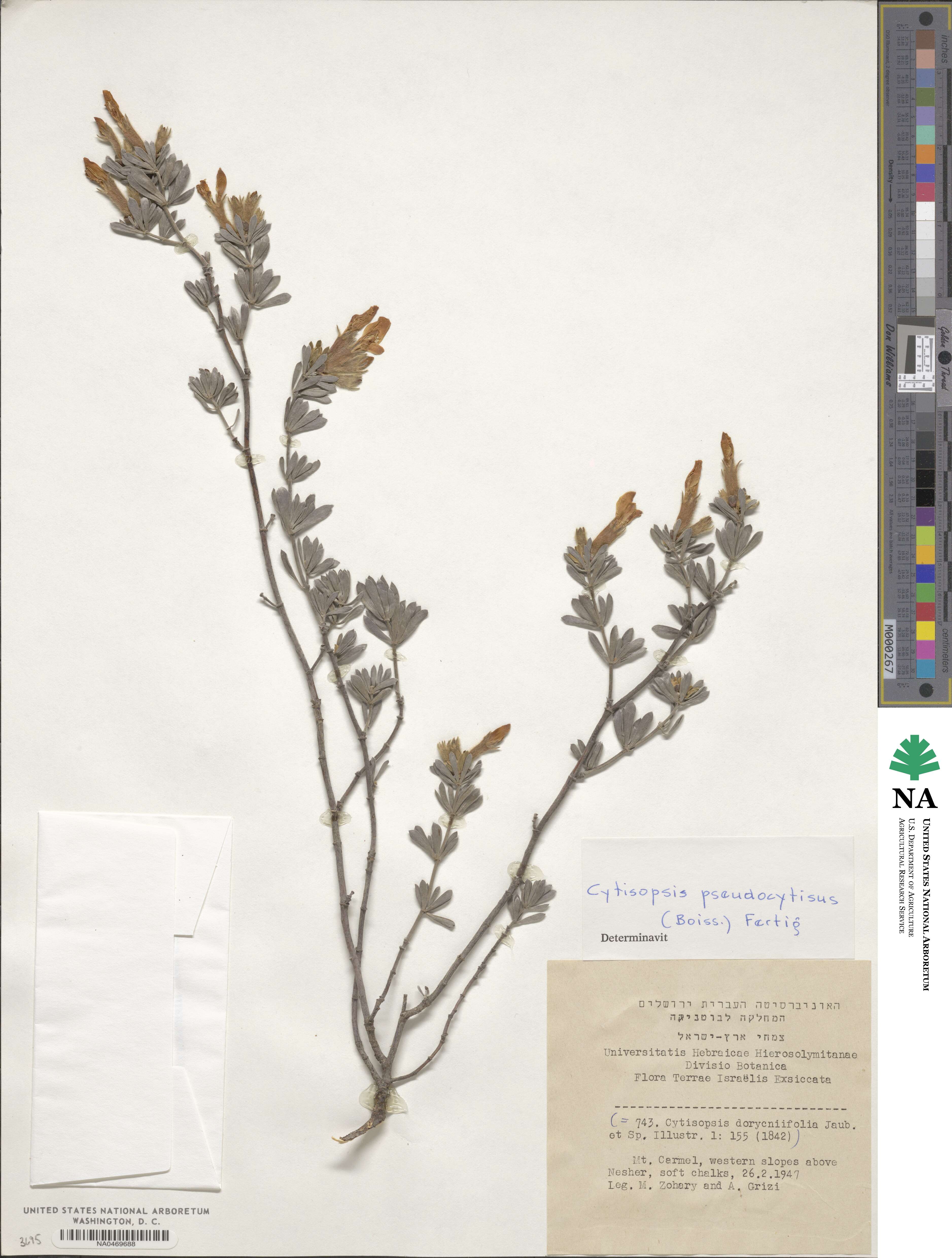 Cytisopsis pseudocytisus image