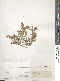 Acmispon brachycarpus image