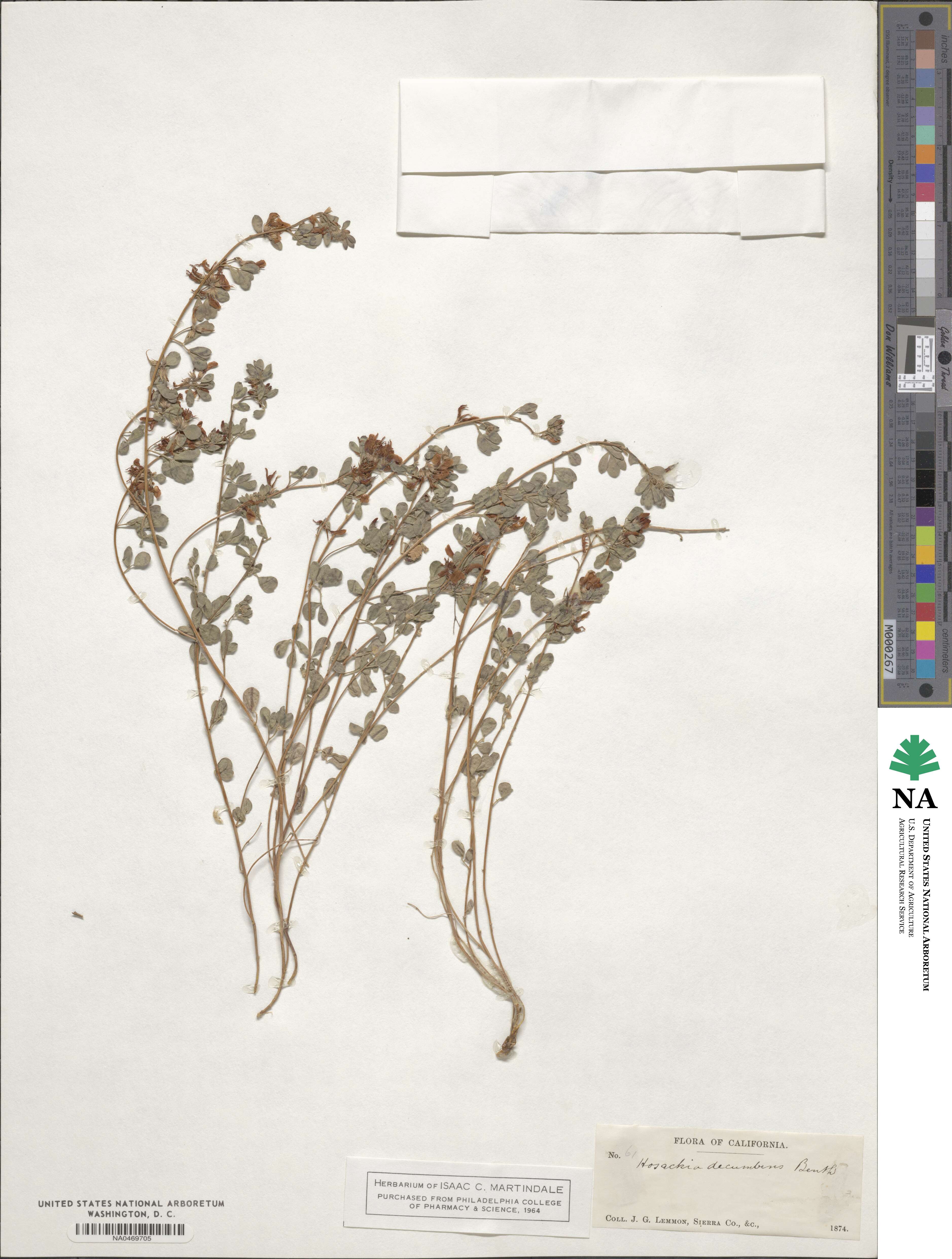 Acmispon decumbens image
