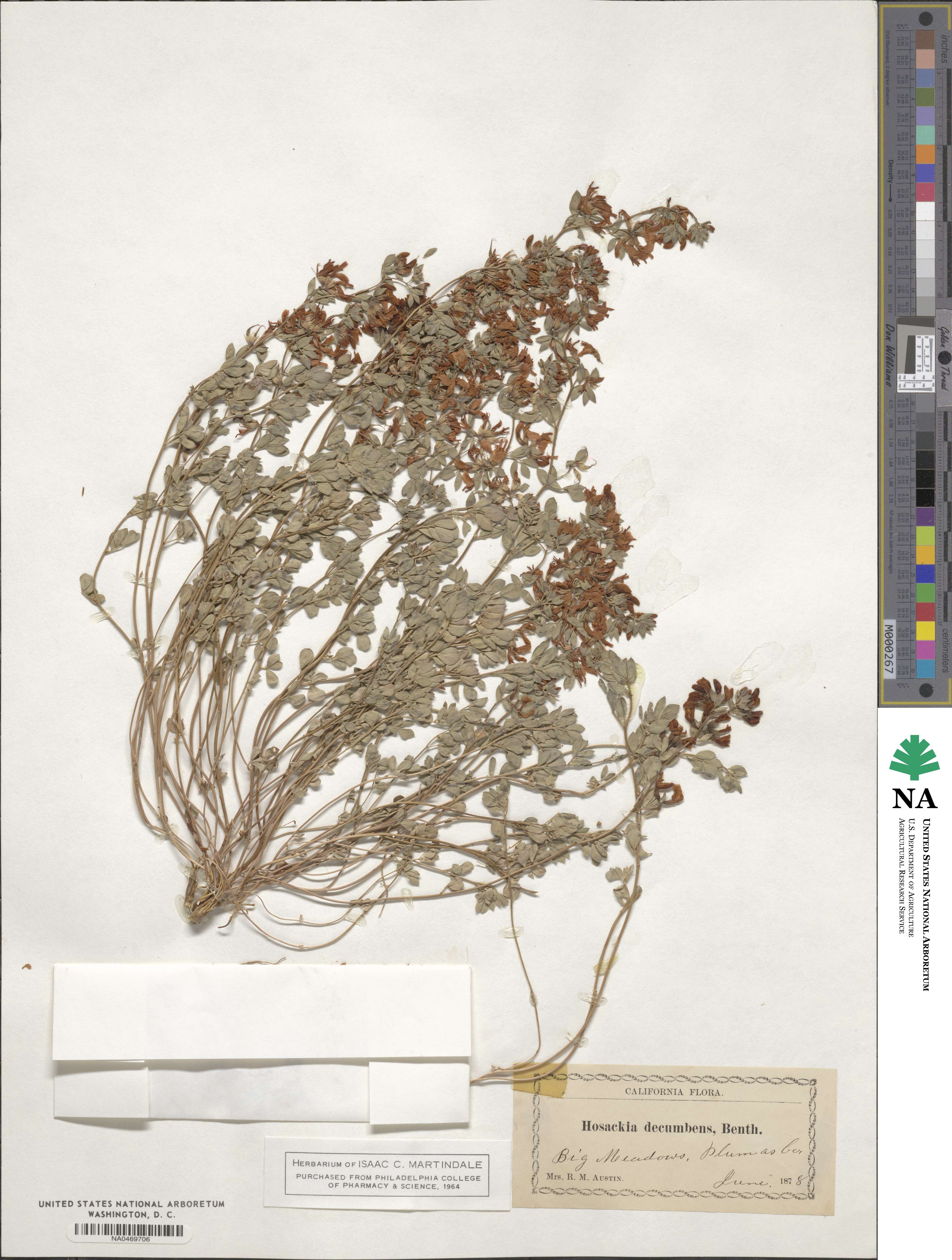 Acmispon decumbens image