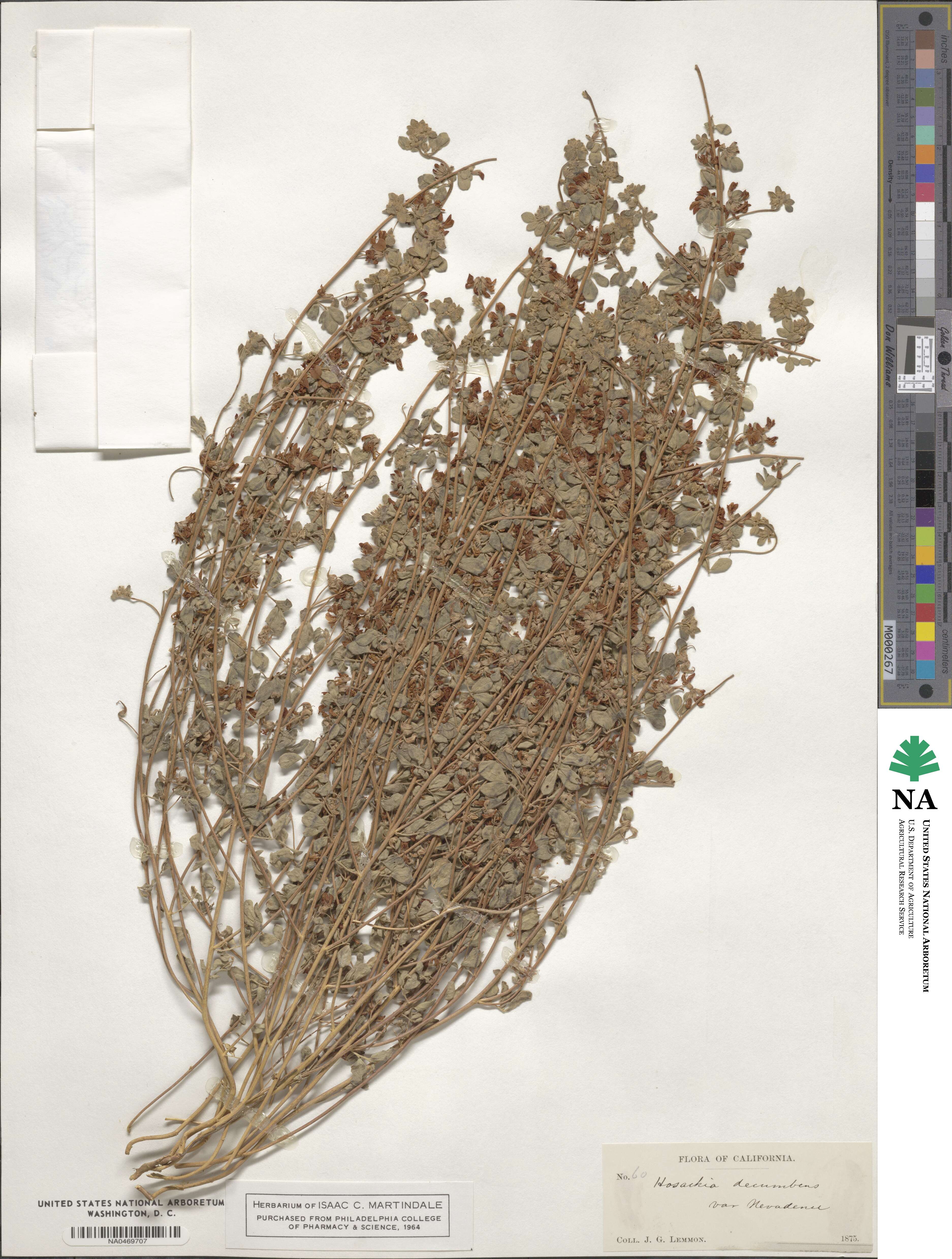 Acmispon decumbens image