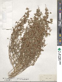 Acmispon decumbens image