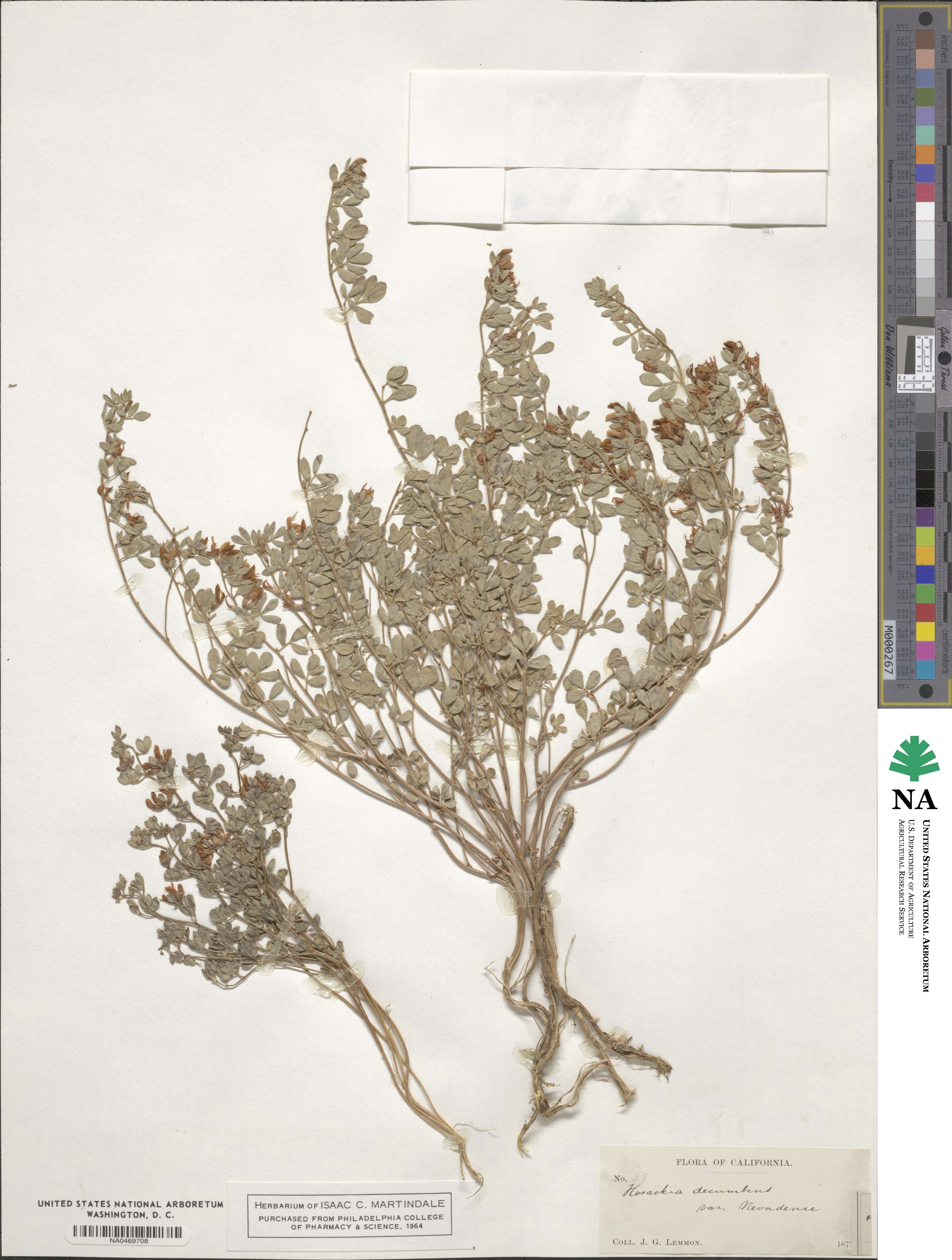 Acmispon decumbens image
