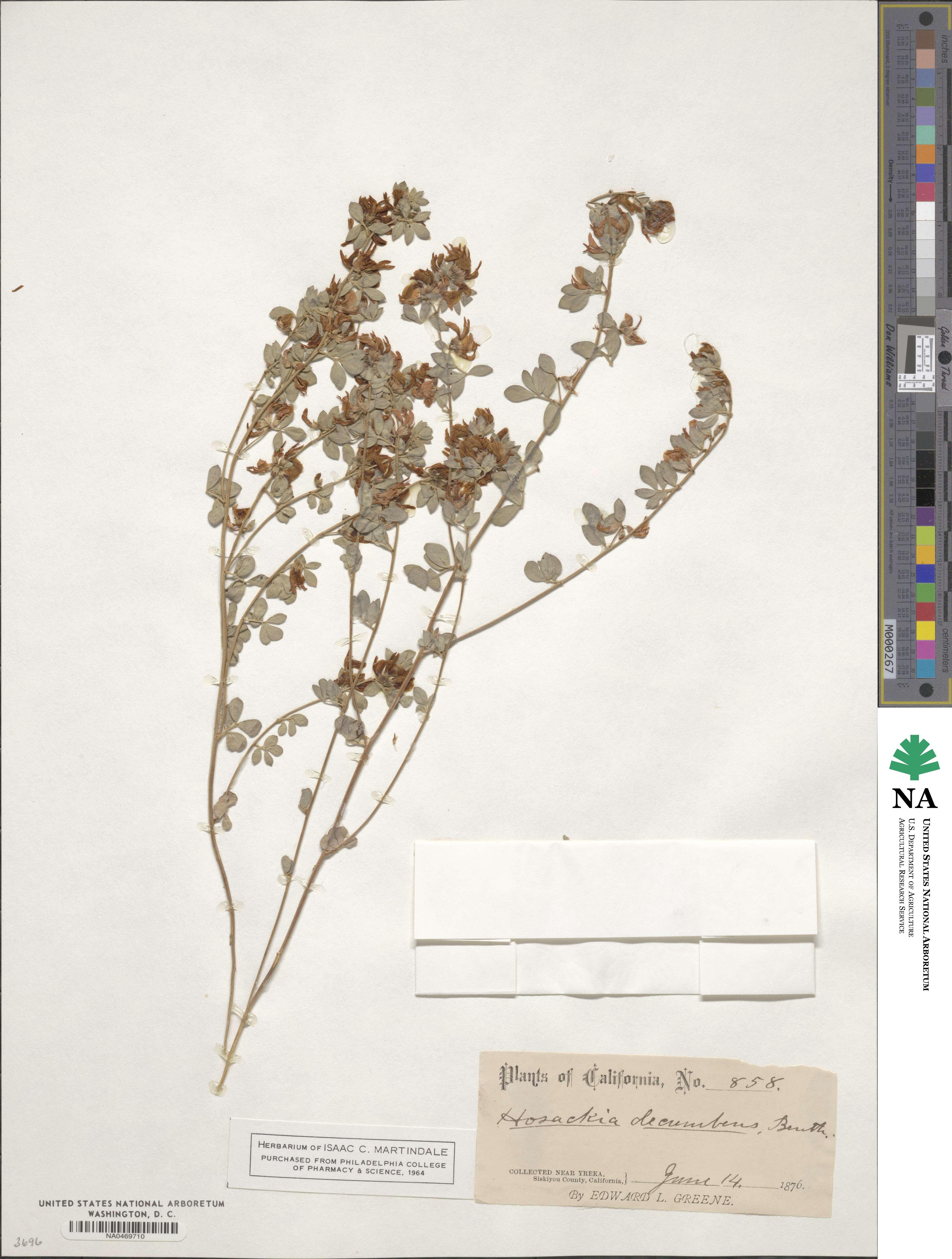 Acmispon decumbens image