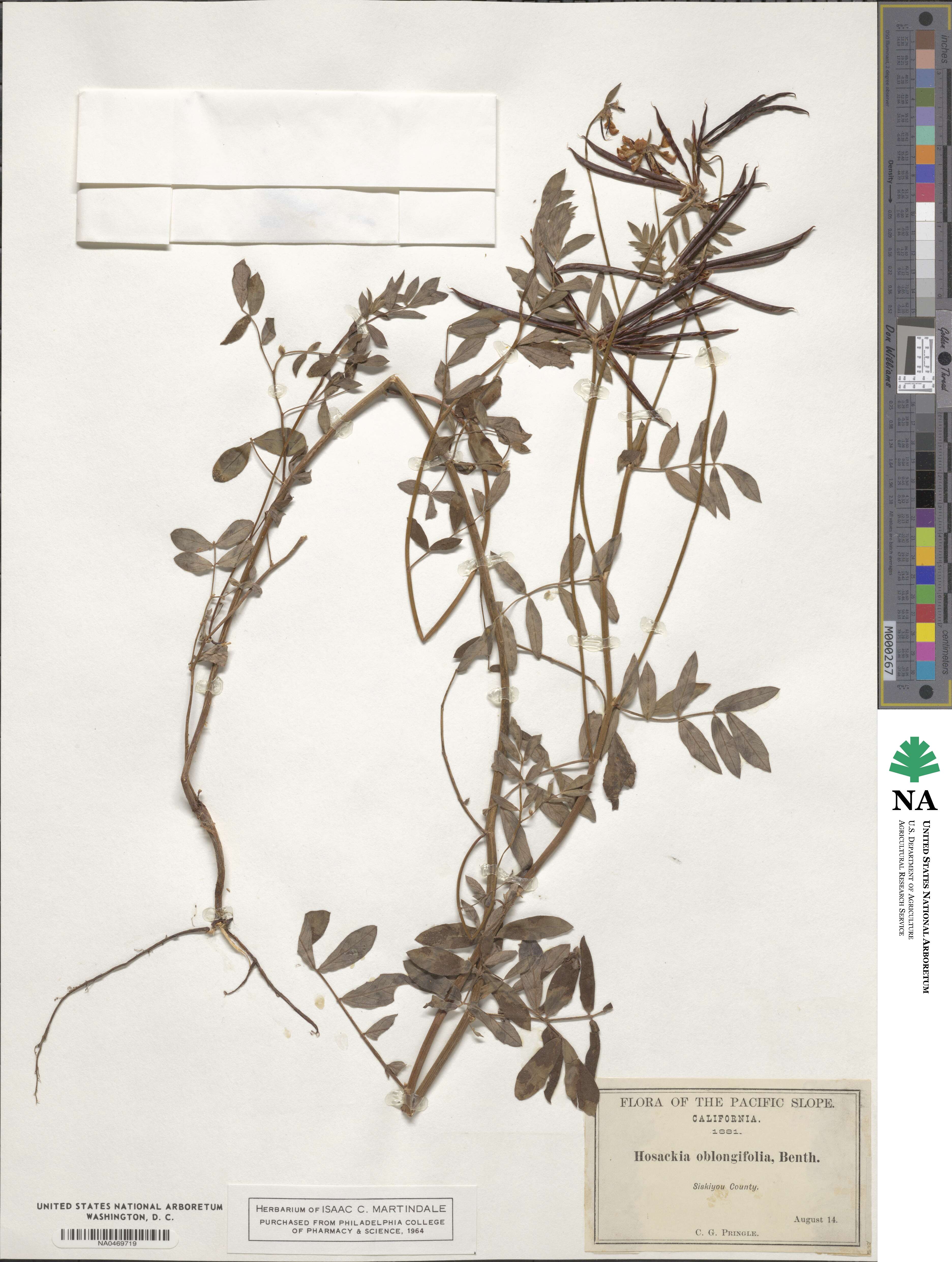 Hosackia oblongifolia image