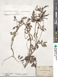 Hosackia oblongifolia image