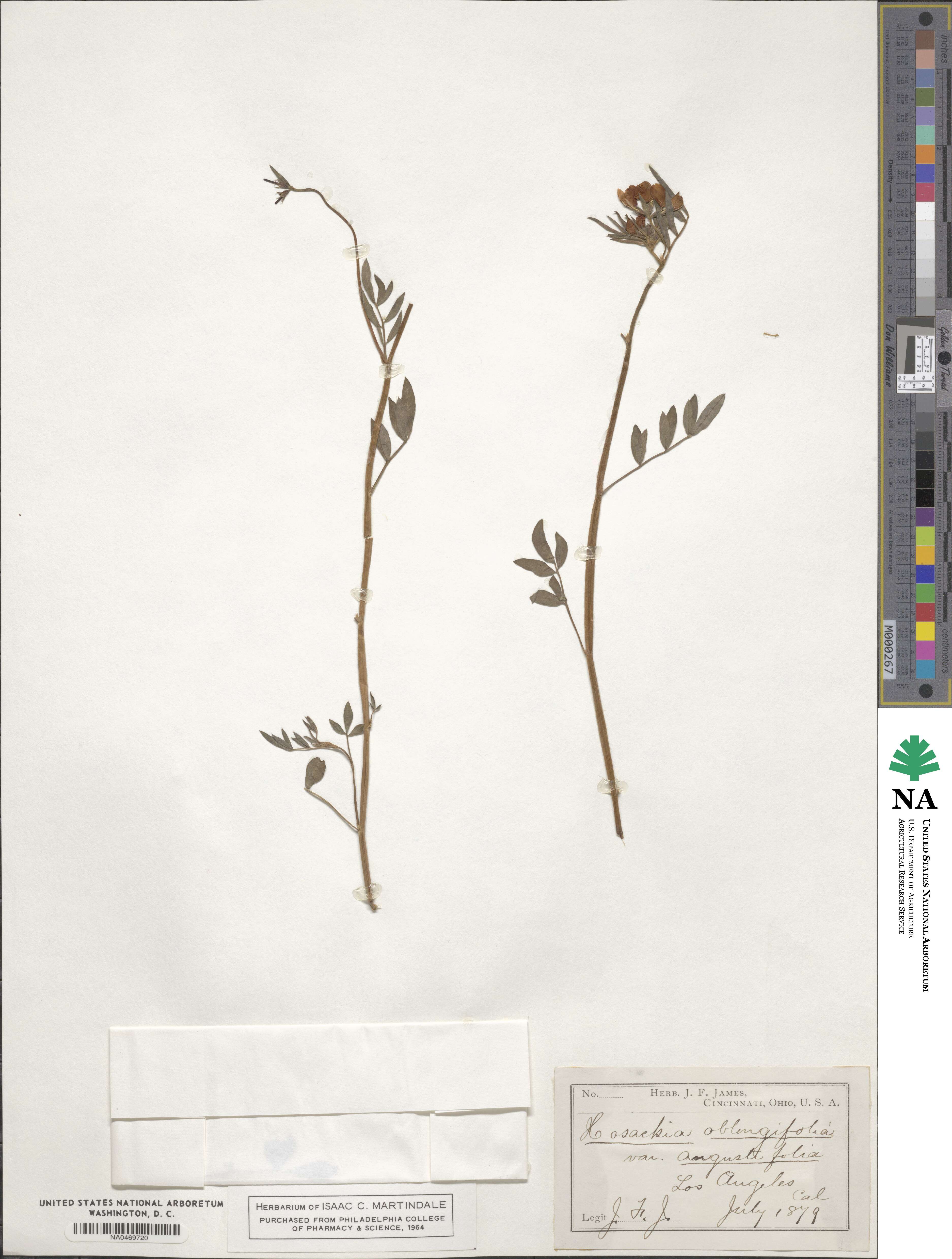 Hosackia oblongifolia image