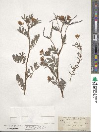 Hosackia oblongifolia image