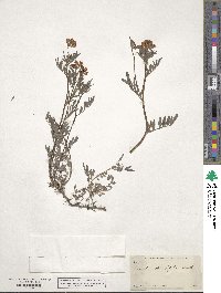 Hosackia oblongifolia image