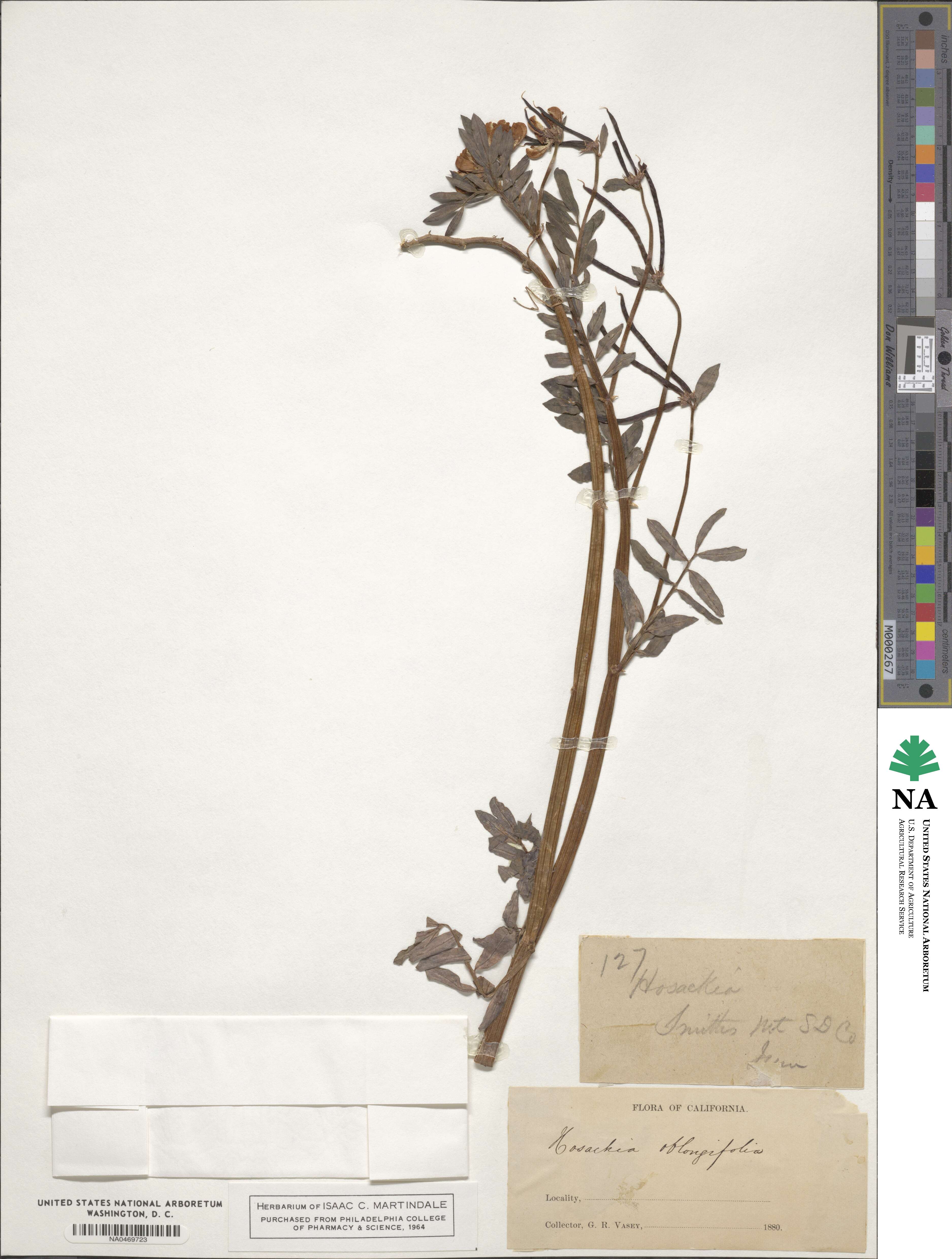 Hosackia oblongifolia image