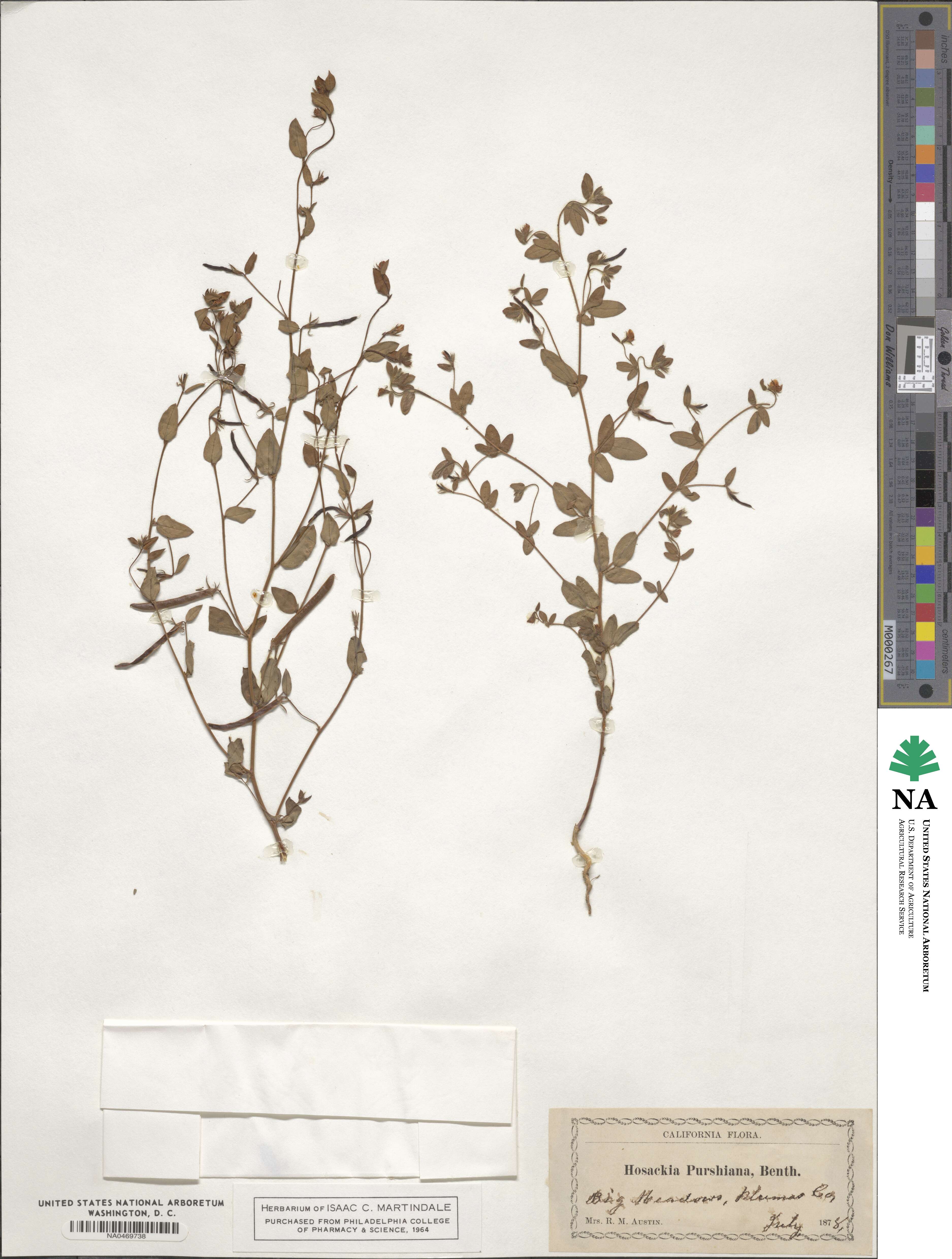 Acmispon americanus var. americanus image