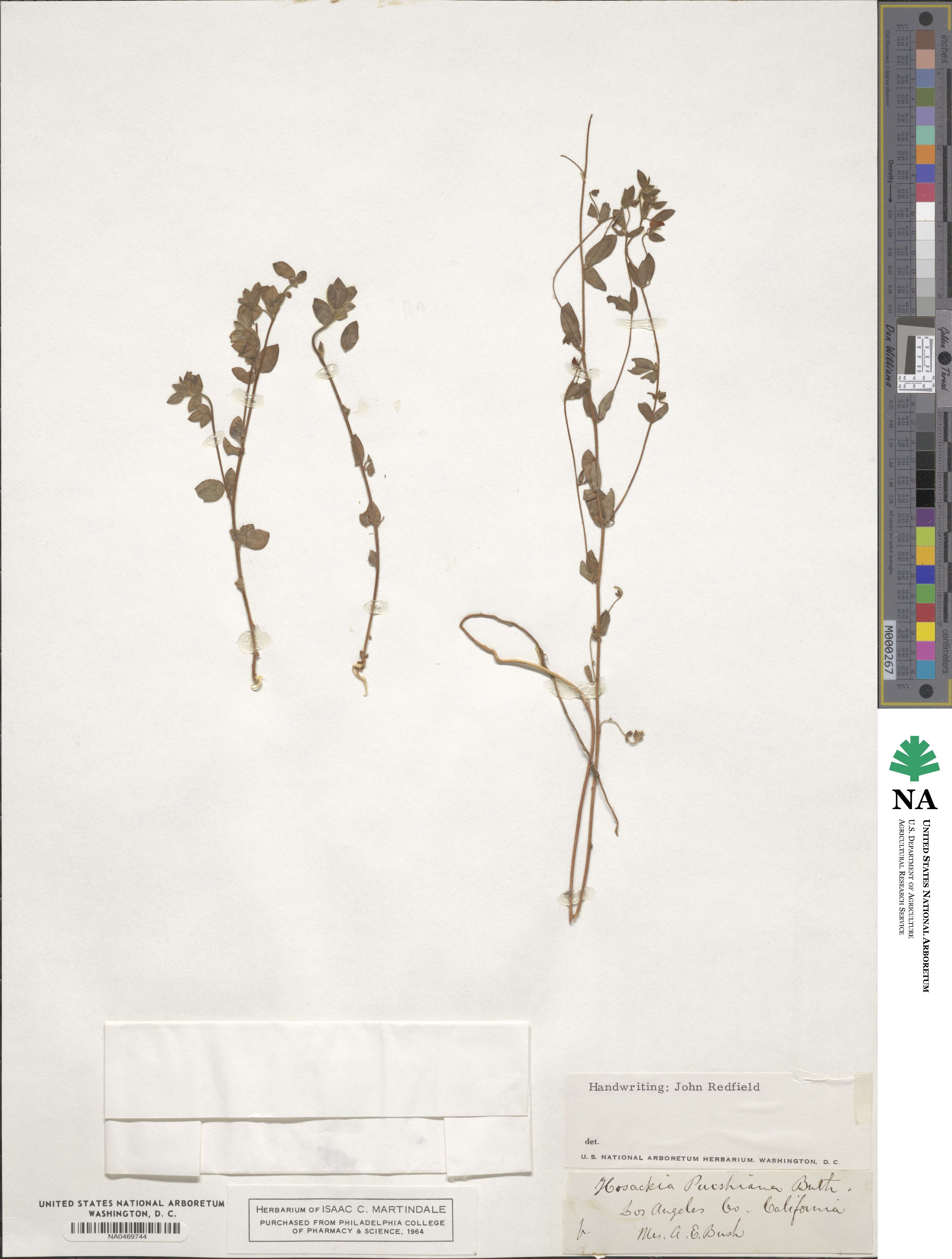 Acmispon americanus var. americanus image