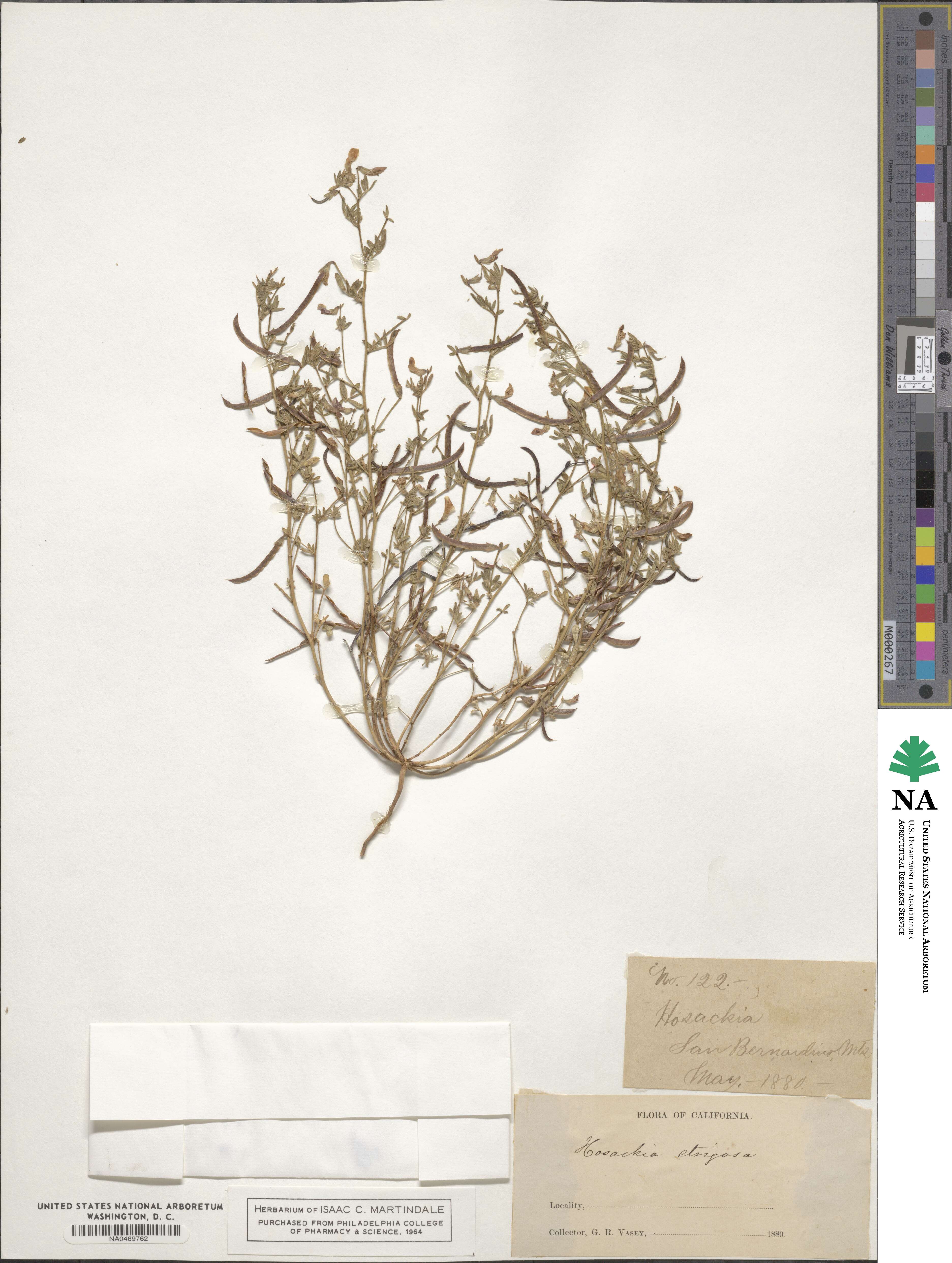 Acmispon strigosus image