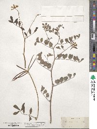 Hosackia oblongifolia image