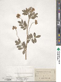 Hosackia oblongifolia image