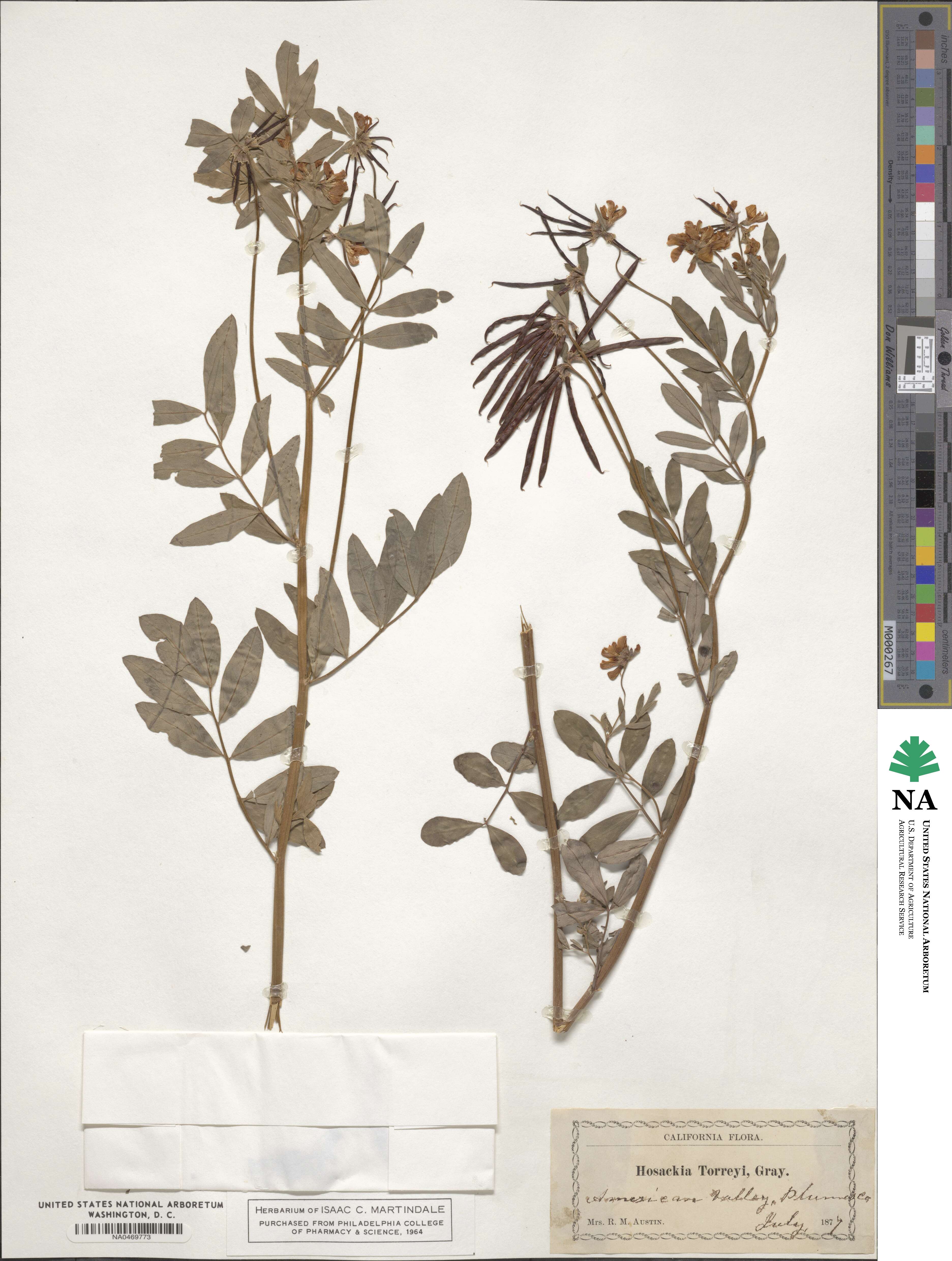 Hosackia oblongifolia image
