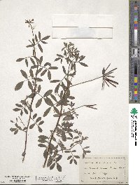 Hosackia oblongifolia image