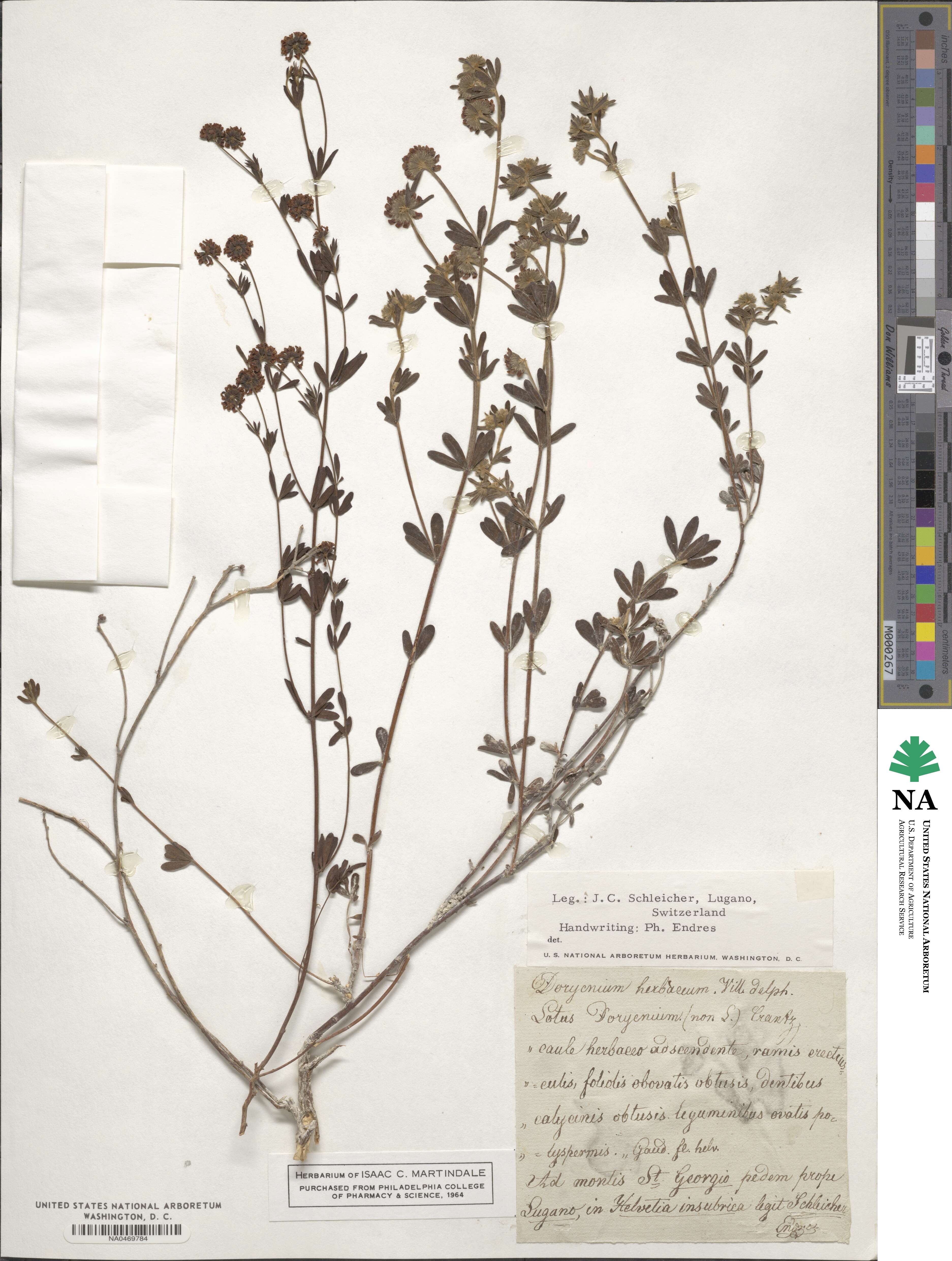 Lotus herbaceus image