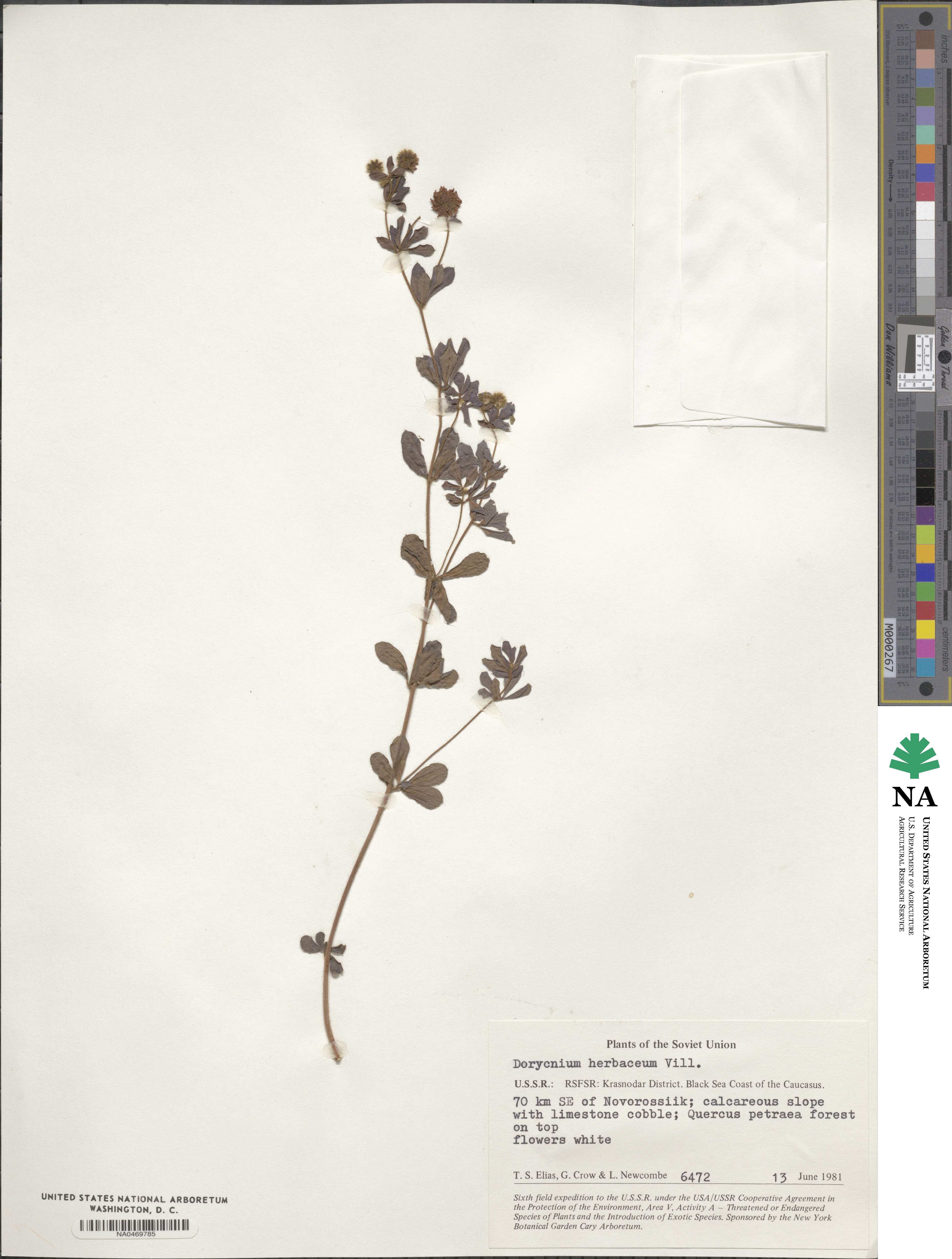 Lotus herbaceus image