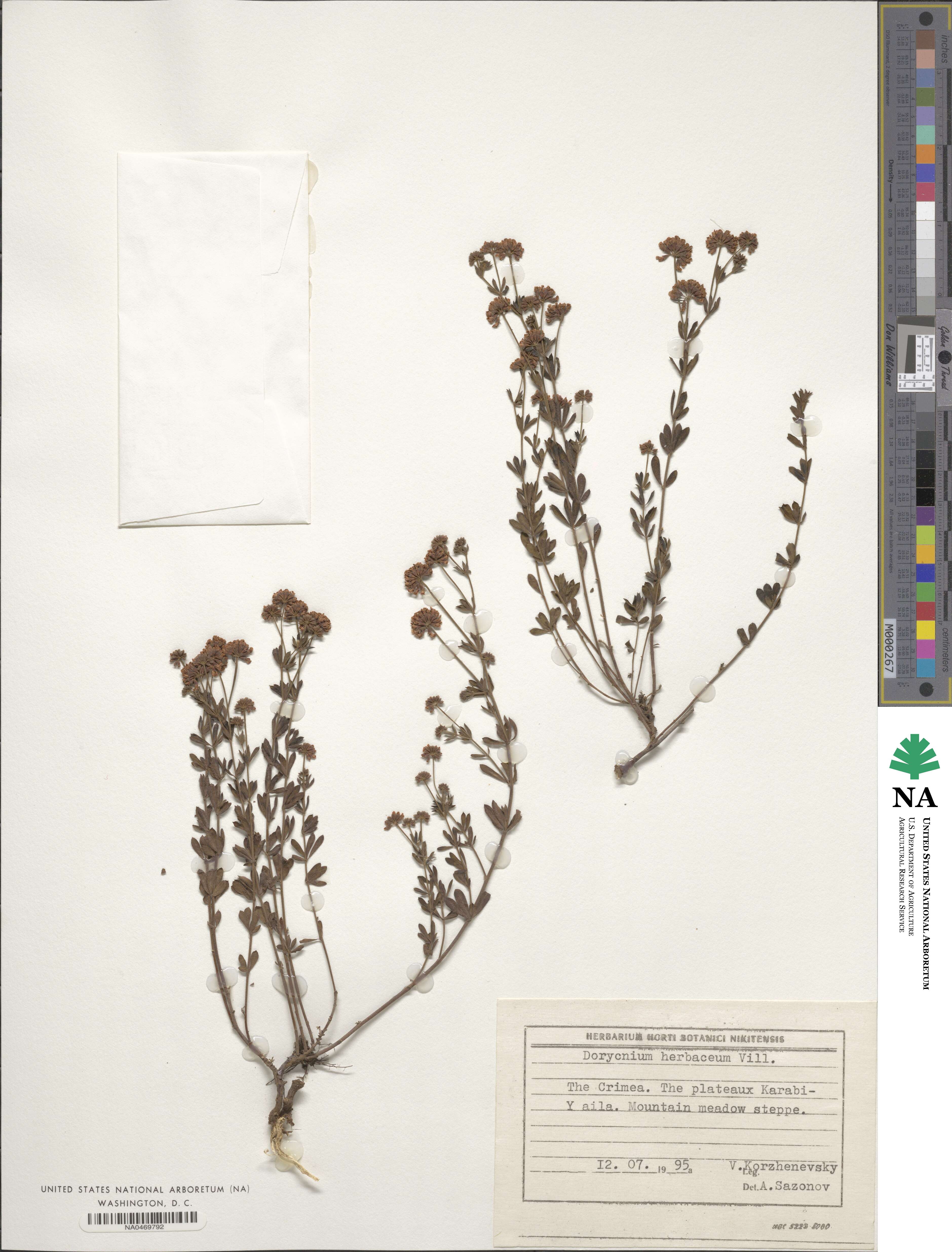 Lotus herbaceus image
