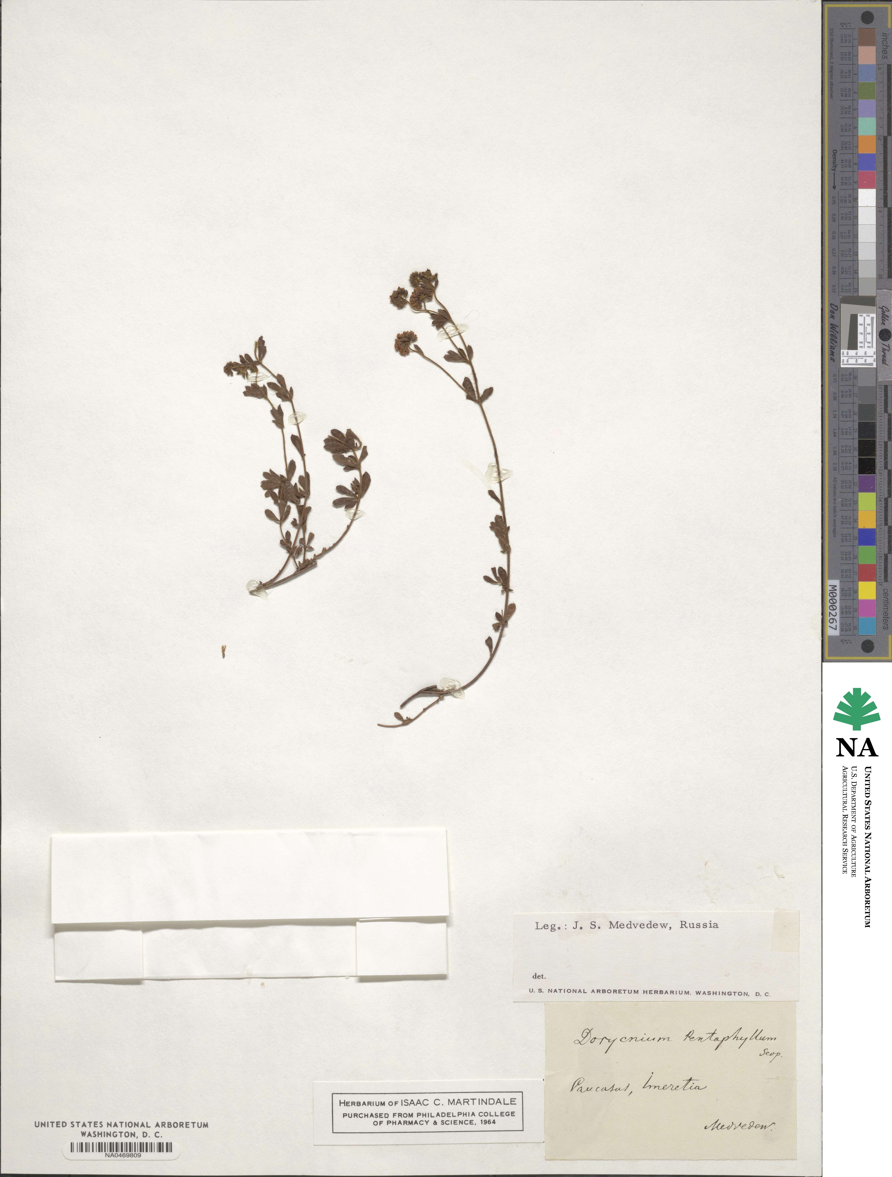 Lotus dorycnium image