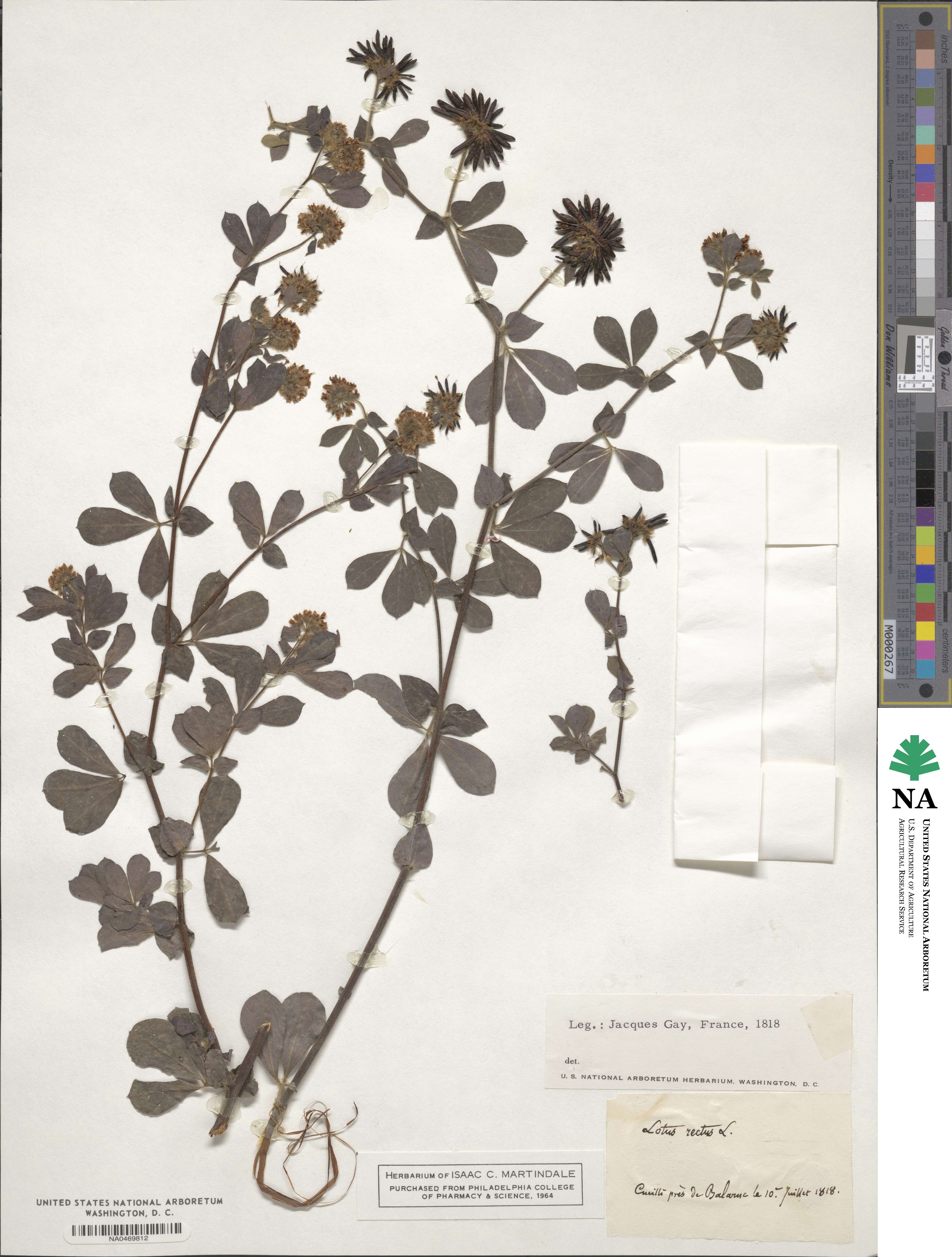 Lotus rectus image