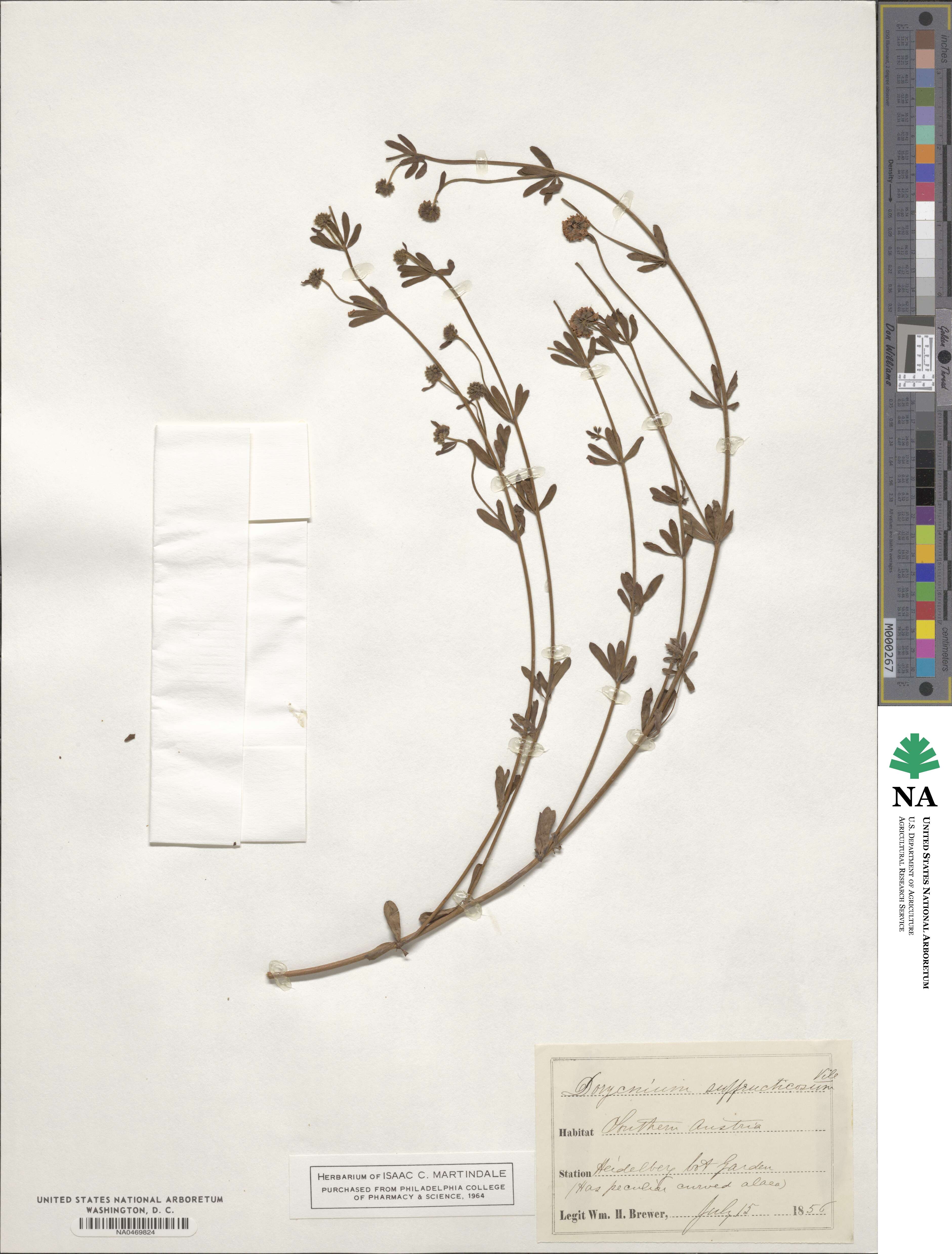 Lotus dorycnium image