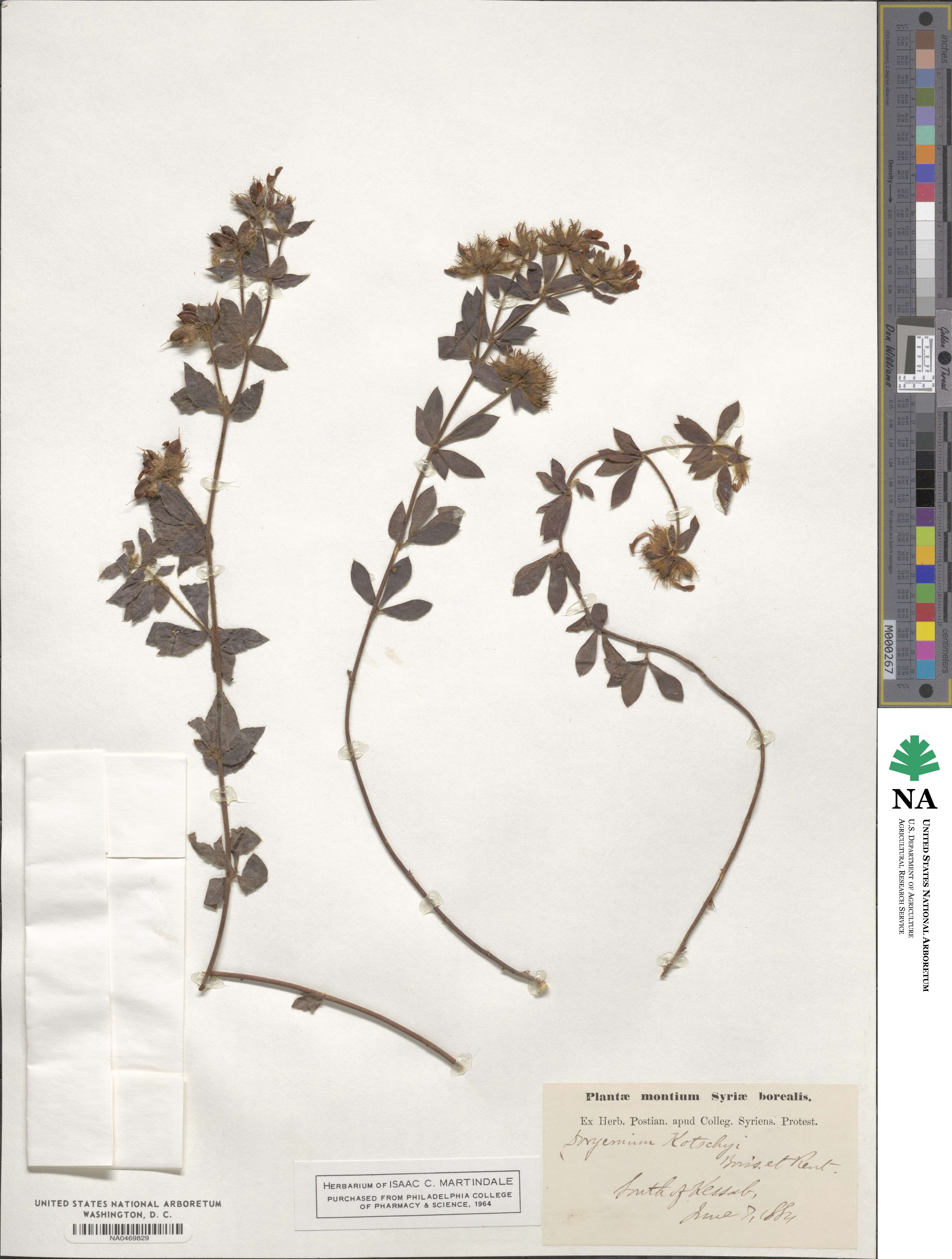 Lotus graecus image
