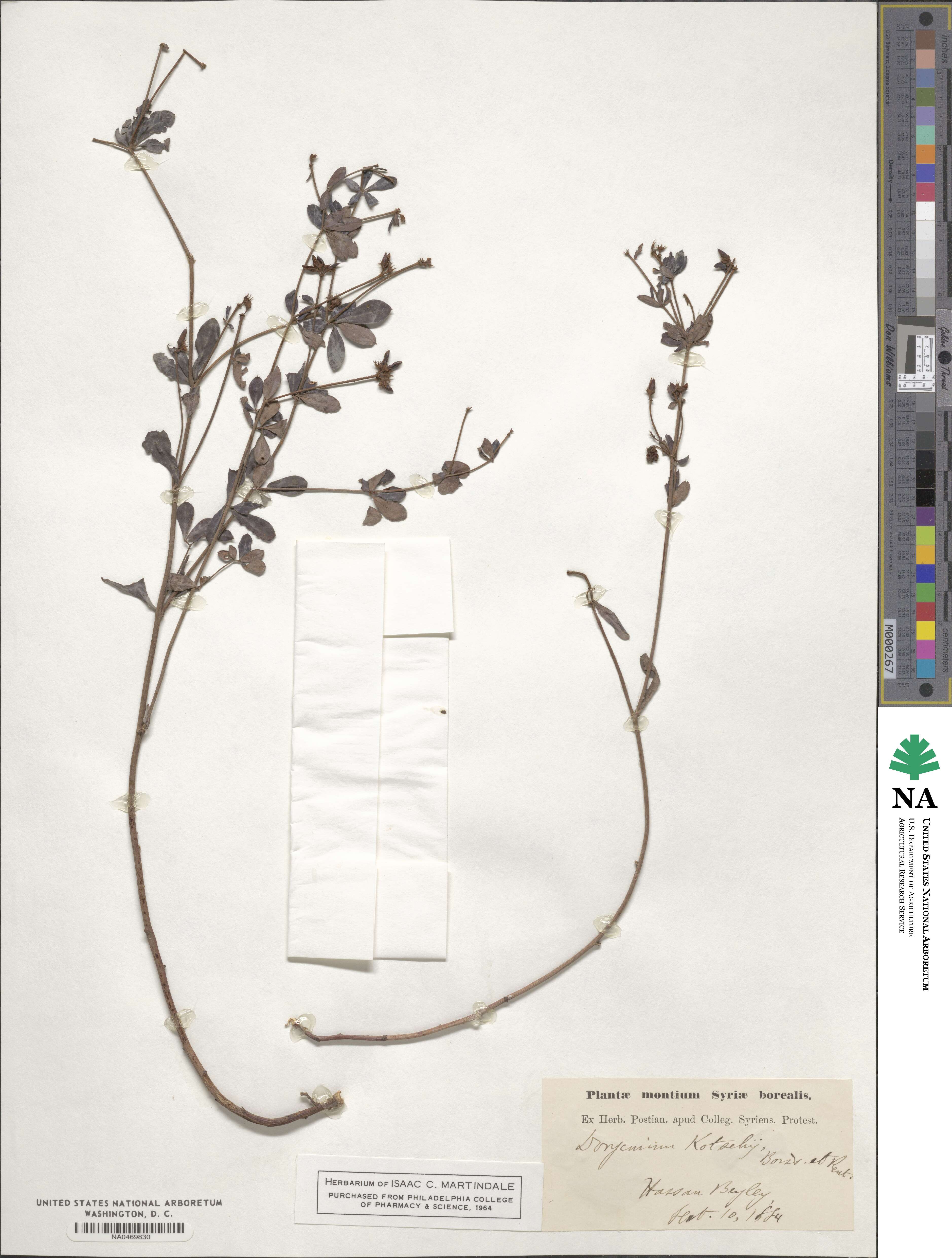 Lotus graecus image