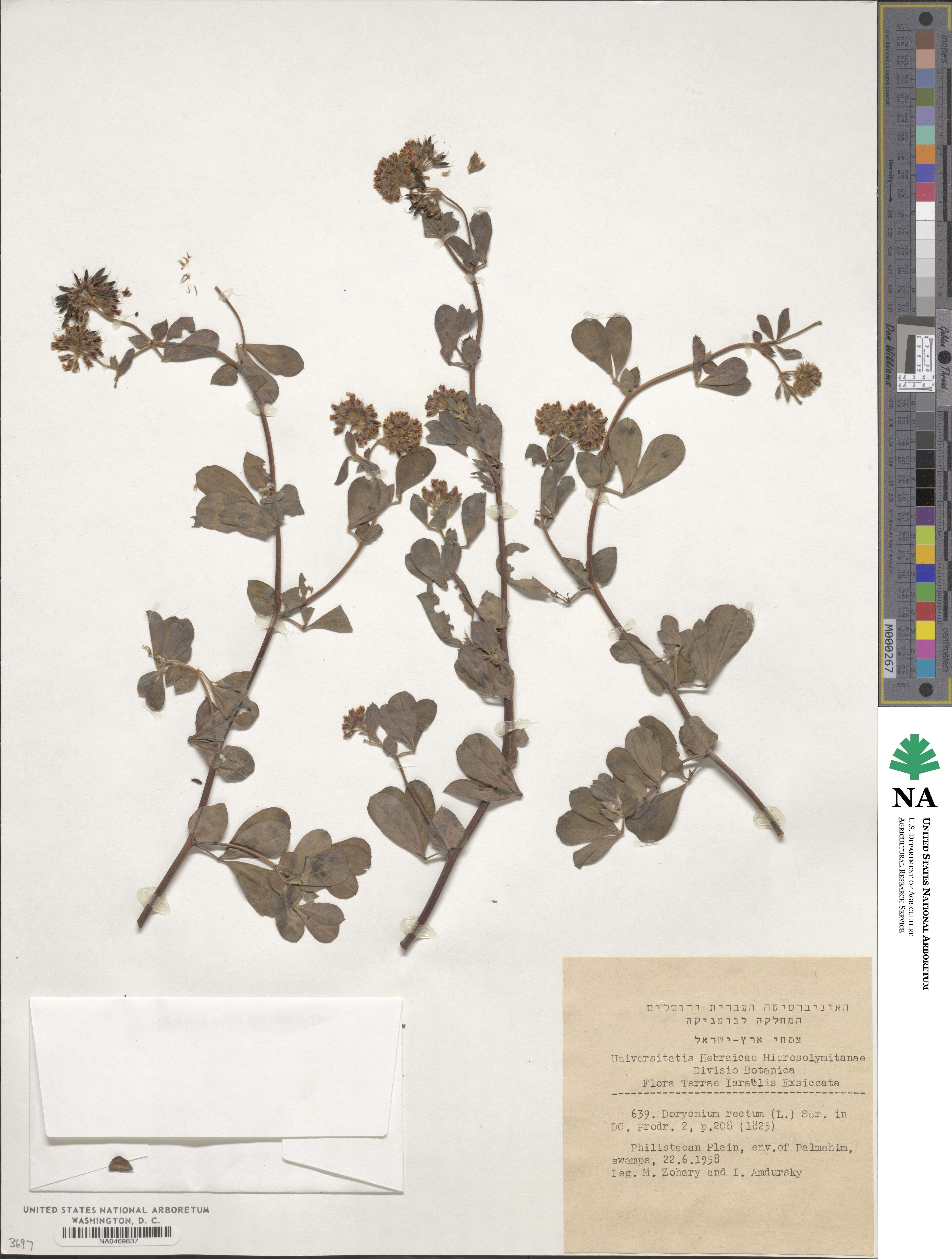 Lotus rectus image