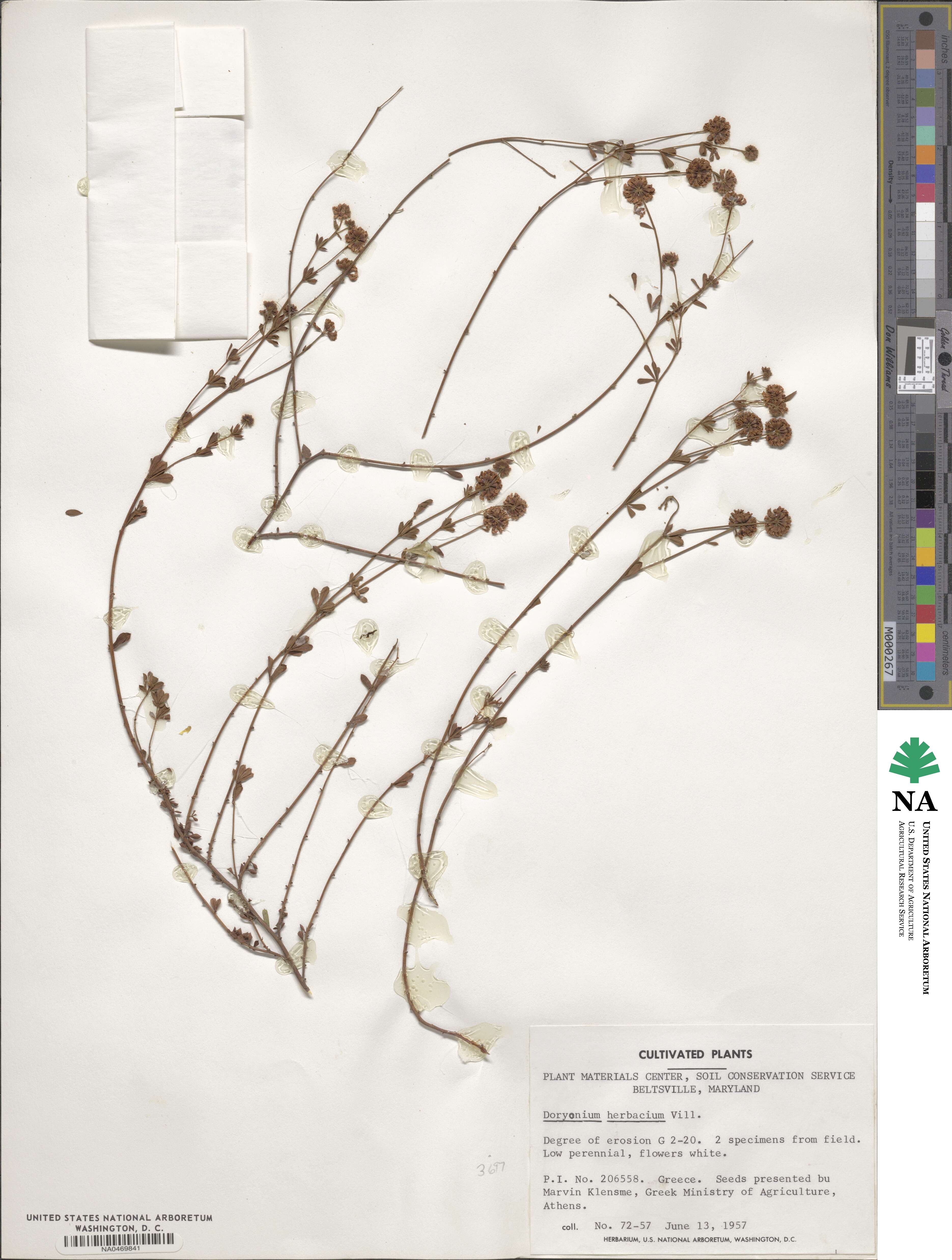 Lotus herbaceus image
