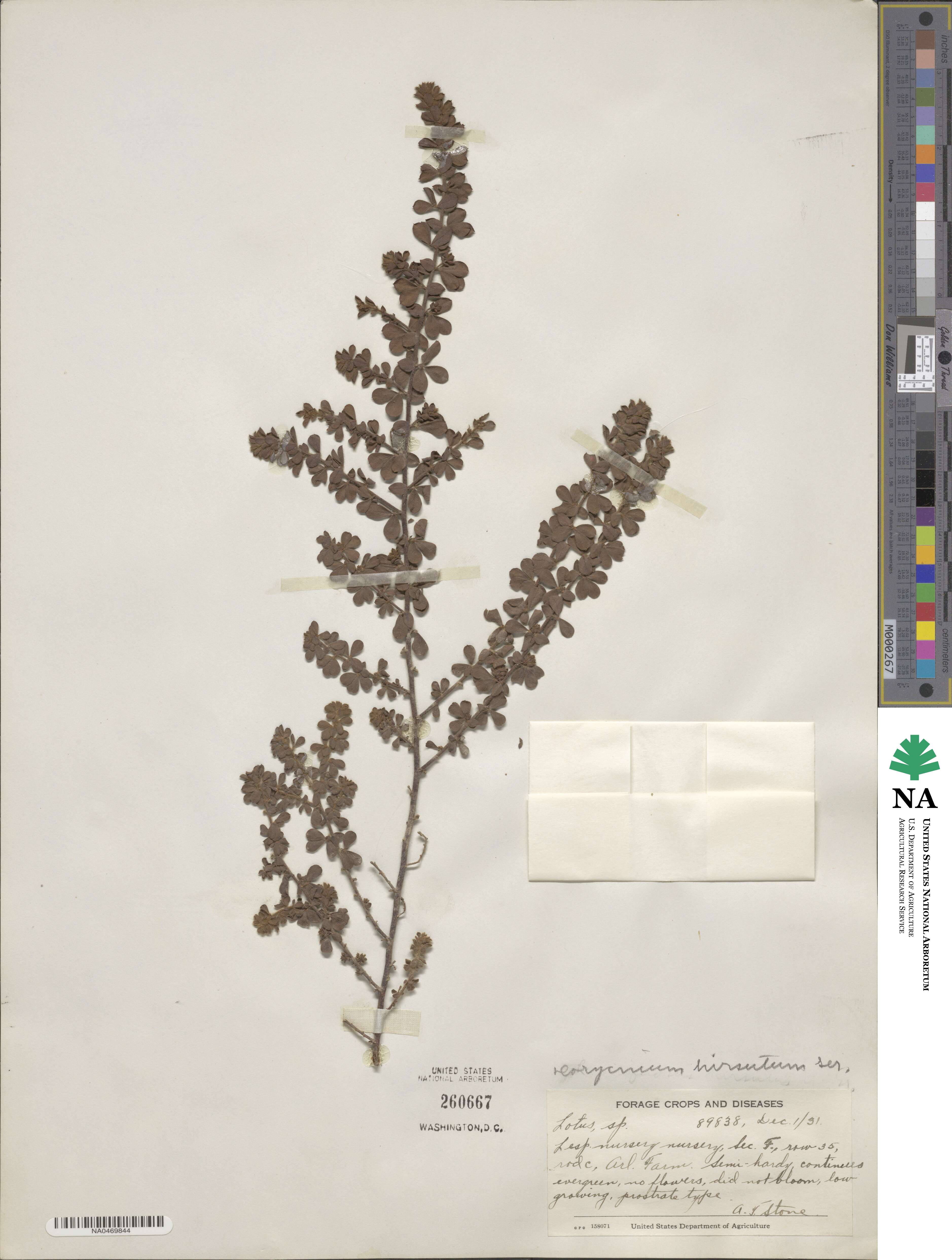 Lotus hirsutus image