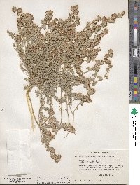 Acmispon argophyllus image