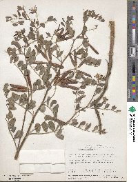 Hosackia crassifolia image