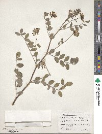 Hosackia crassifolia image