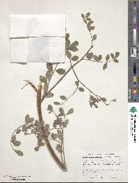 Hosackia crassifolia image