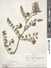 Hosackia crassifolia image