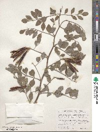 Hosackia crassifolia image