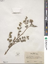 Hosackia crassifolia image